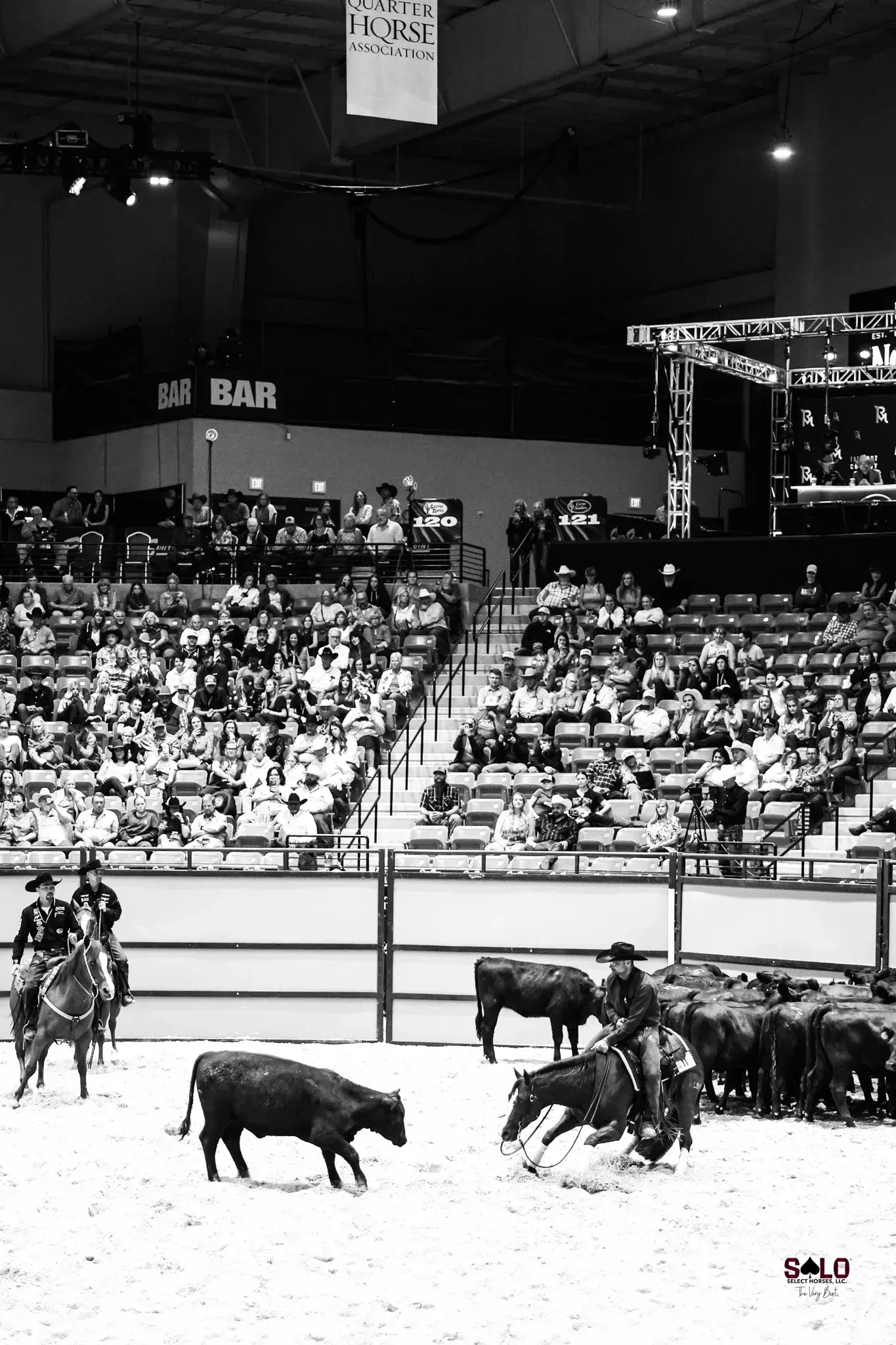In a black-and-white indoor arena shot, a mounted rider works a dark horse in front of a herd of cattle while another horse and rider wait near the fence and a crowd watches from the stands.