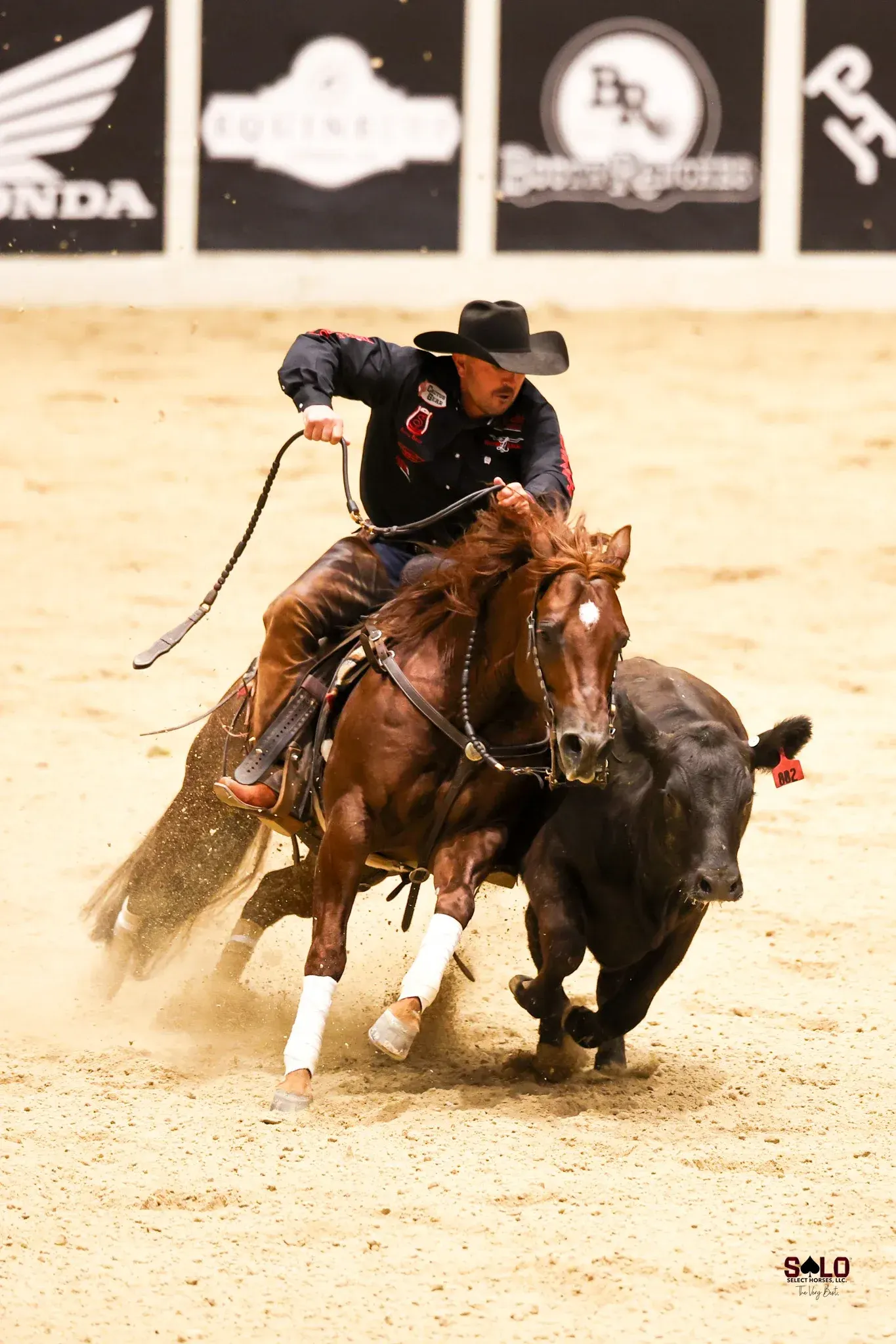 A rider in a black cowboy hat and dark jacket works a chestnut horse with white leg wraps and a blaze against a black cow with an ear tag in a sandy indoor arena.