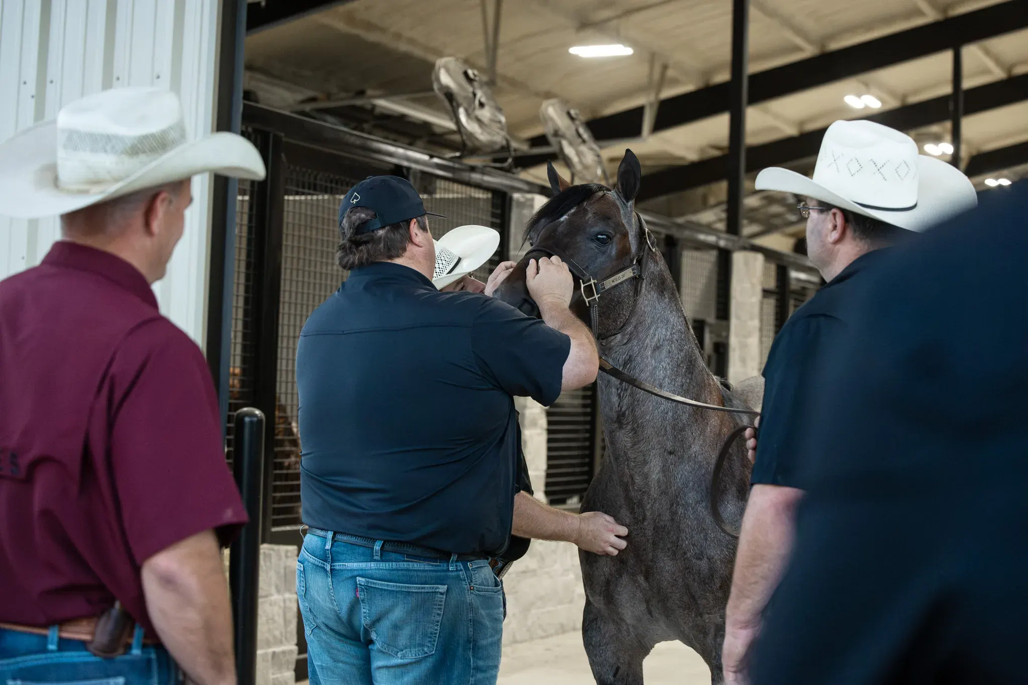 A blue roan horse in a halter is held by one man while three other men, two wearing white cowboy hats, stand around it inside a metal barn with stall fronts.