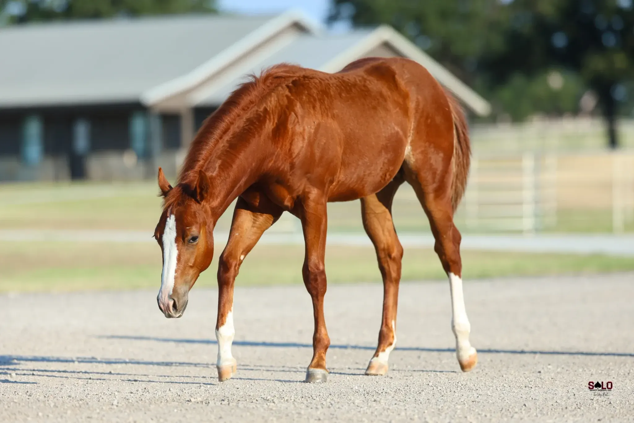 '26 sorrel colt, Dual Reyish x Talk Money To Me