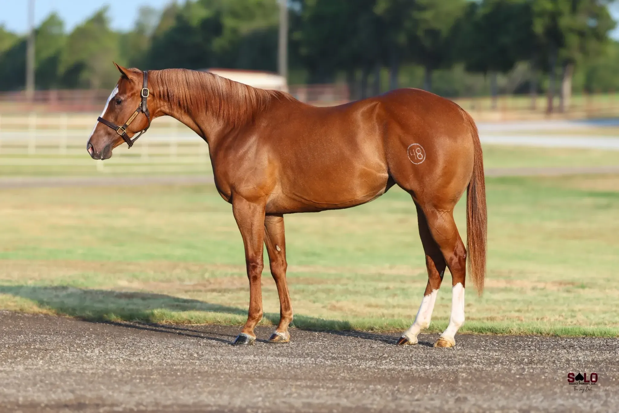Mystique Monday - bred to Pride And Joyy