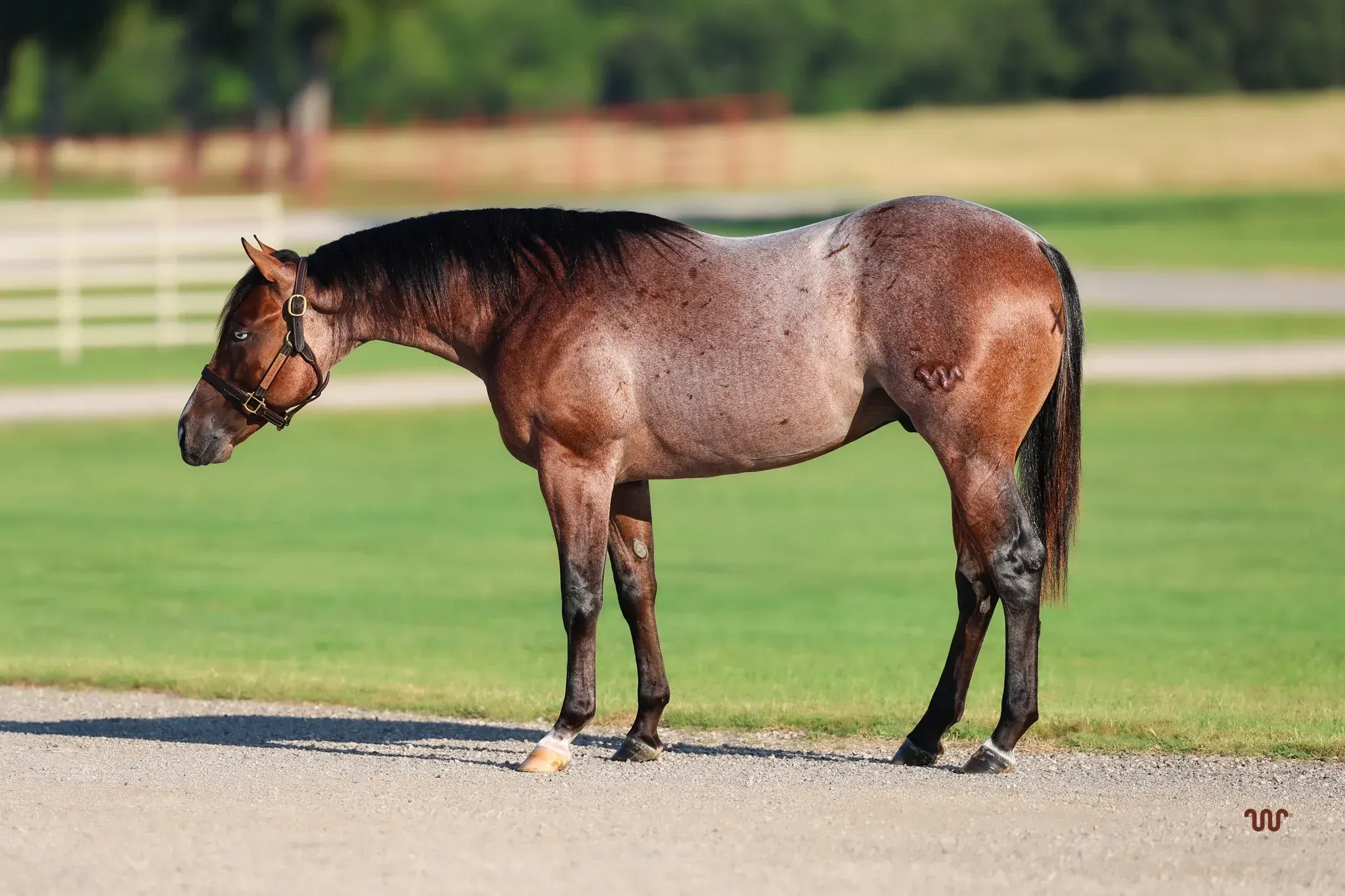 A bay roan horse wearing a leather halter stands in profile on a gravel path with a white fence and green grass in the background.