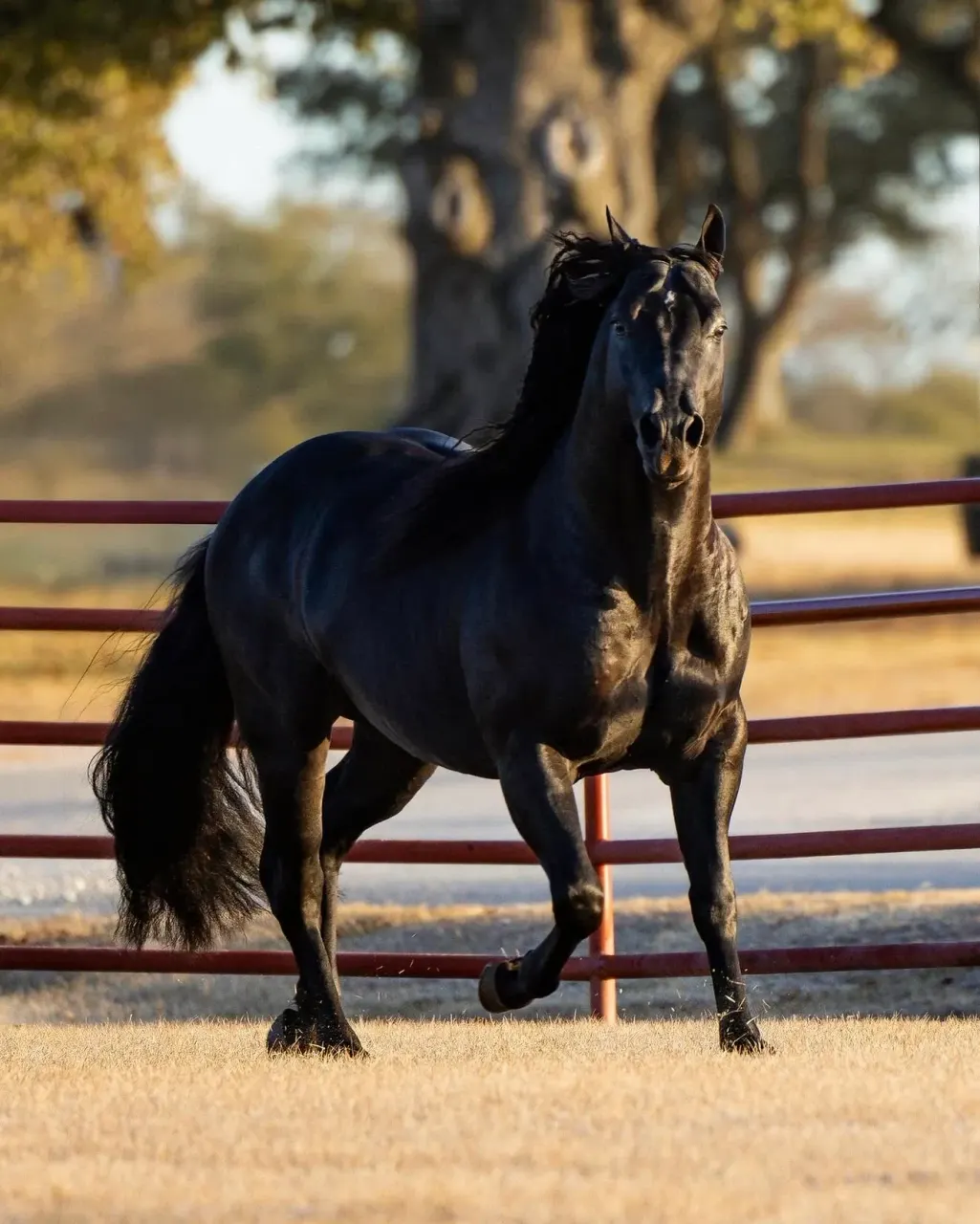 A black horse with a long mane and tail trots along a red metal pipe fence in a dry grass paddock with trees in the background.
