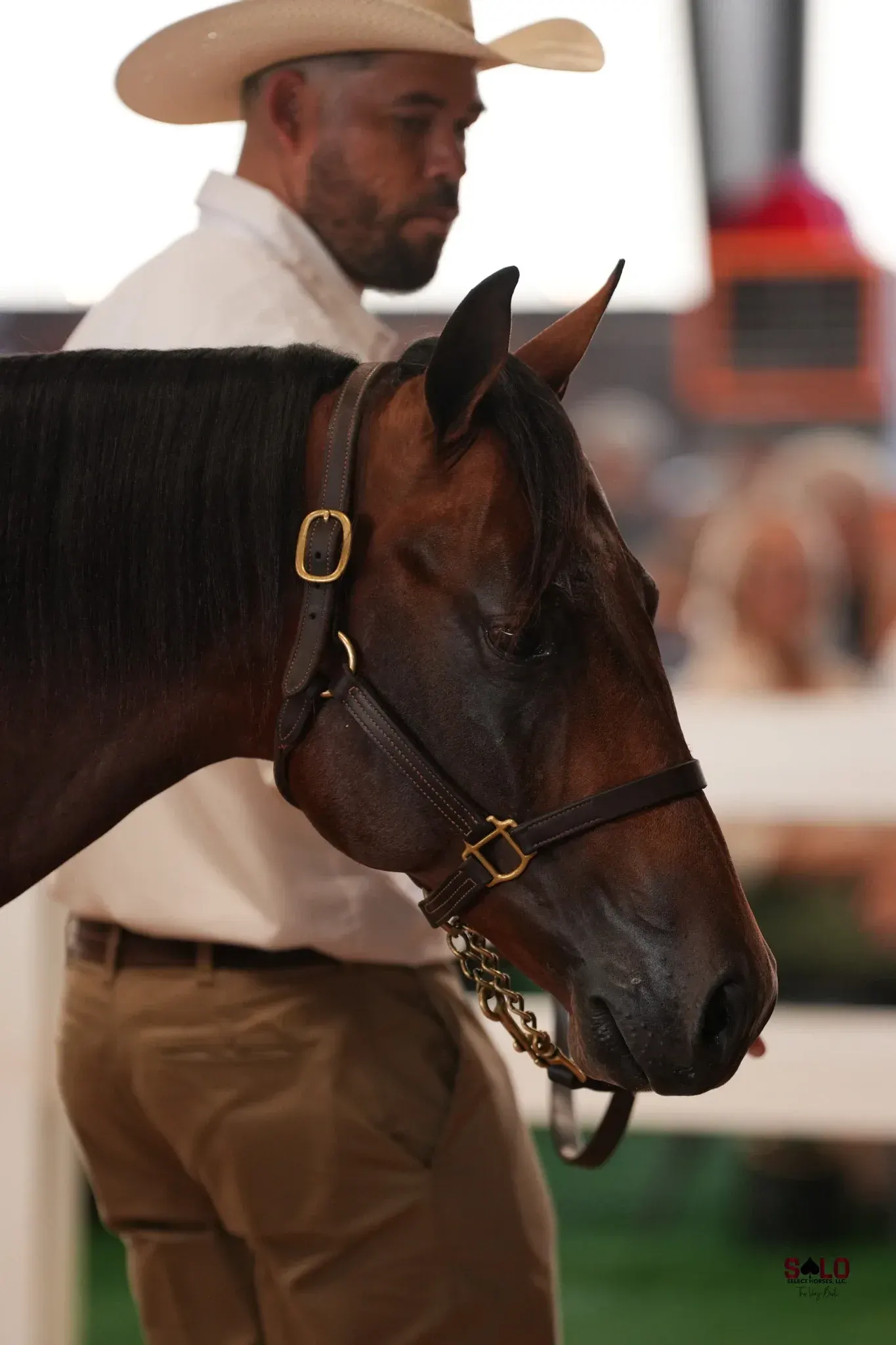 A dark bay horse wearing a leather show halter with a chain lead stands in profile beside a man in a straw cowboy hat and white shirt at an indoor show.