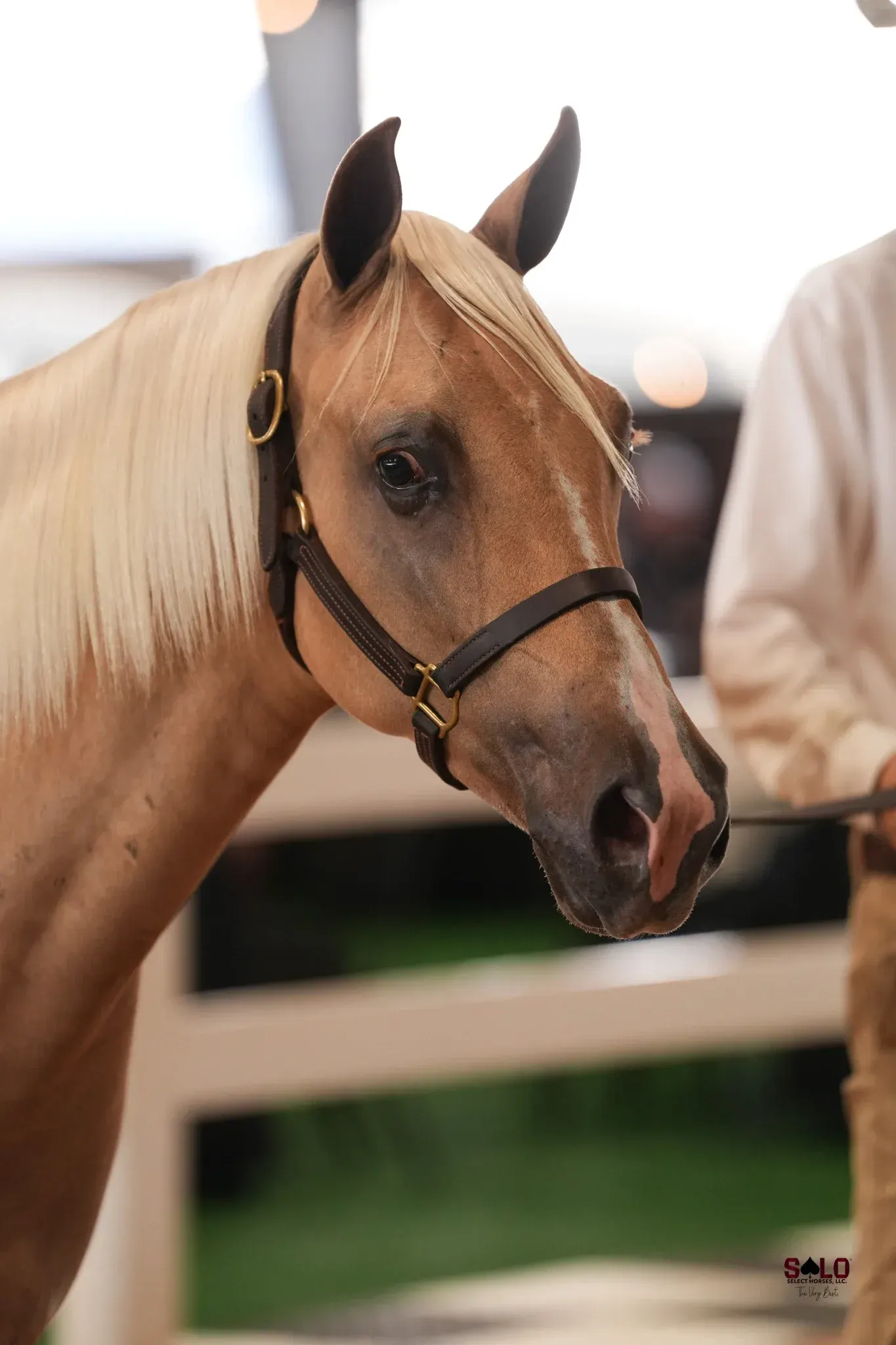 A palomino horse with a flaxen mane wearing a brown leather halter is held by a person in a white shirt near a white fence.