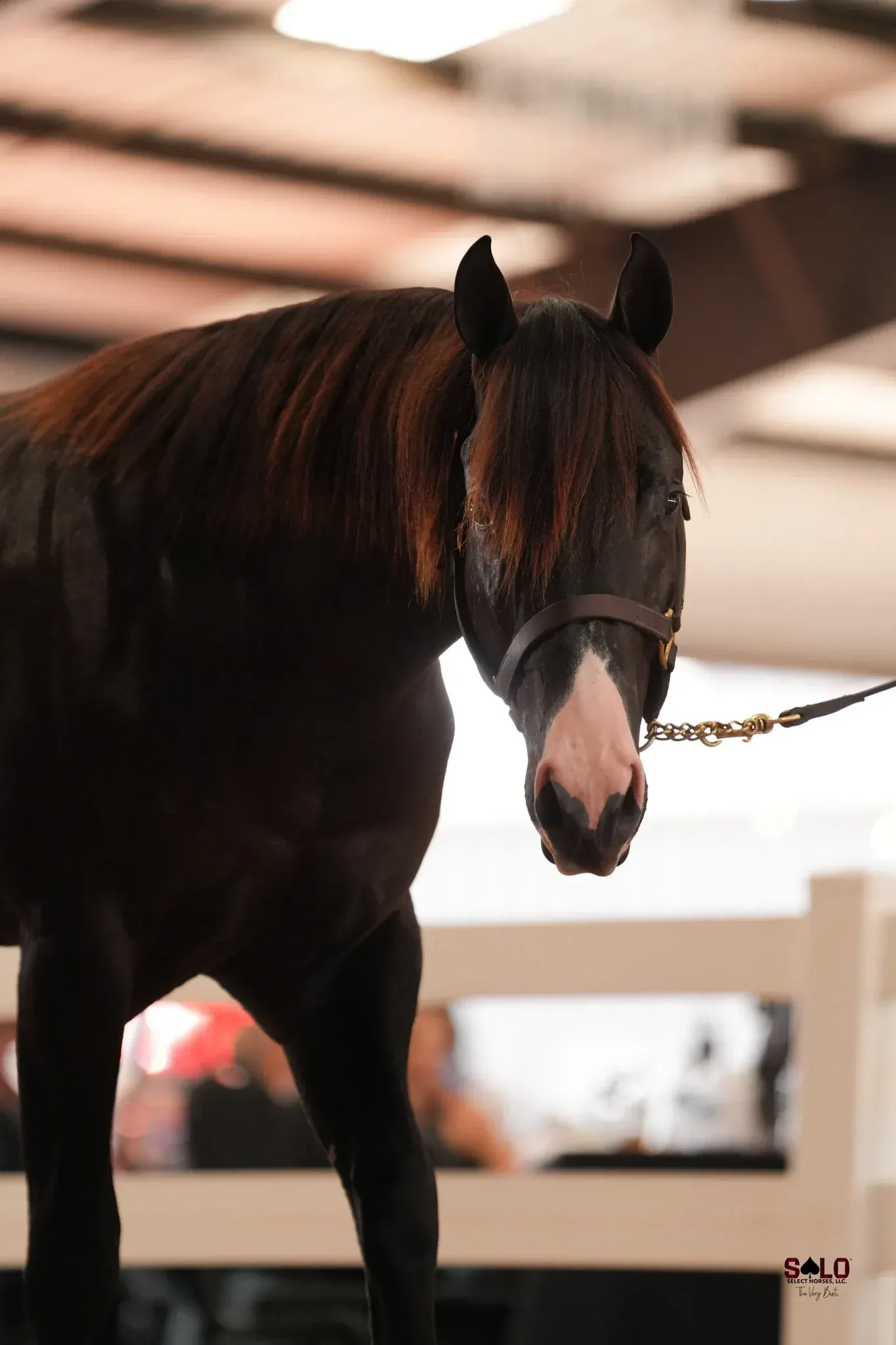 A dark bay or black horse with a white marking on its muzzle wears a leather halter and lead as it stands indoors near white railing with a blurred background.