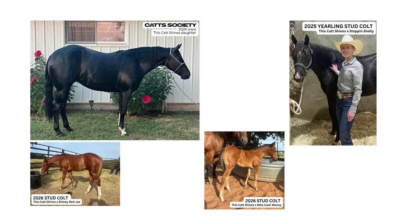 A composite of four photos showing a black horse standing beside a metal building, a dark horse held by a person in a white cowboy hat, and two chestnut foals standing outdoors near fencing and a water trough.
