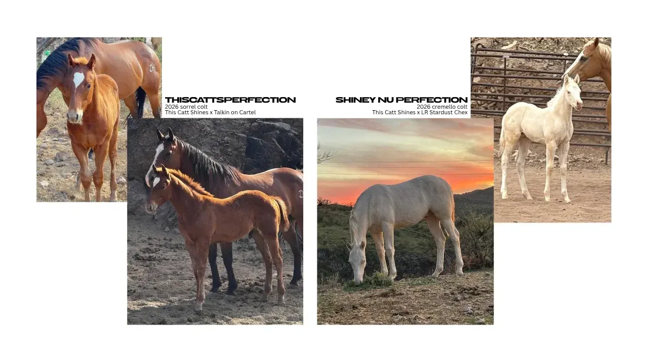 A collage of several photos showing sorrel foals with white facial markings standing beside adult horses in outdoor rocky terrain, and a cremello foal and pale horse in a desert setting at sunset near metal fencing.