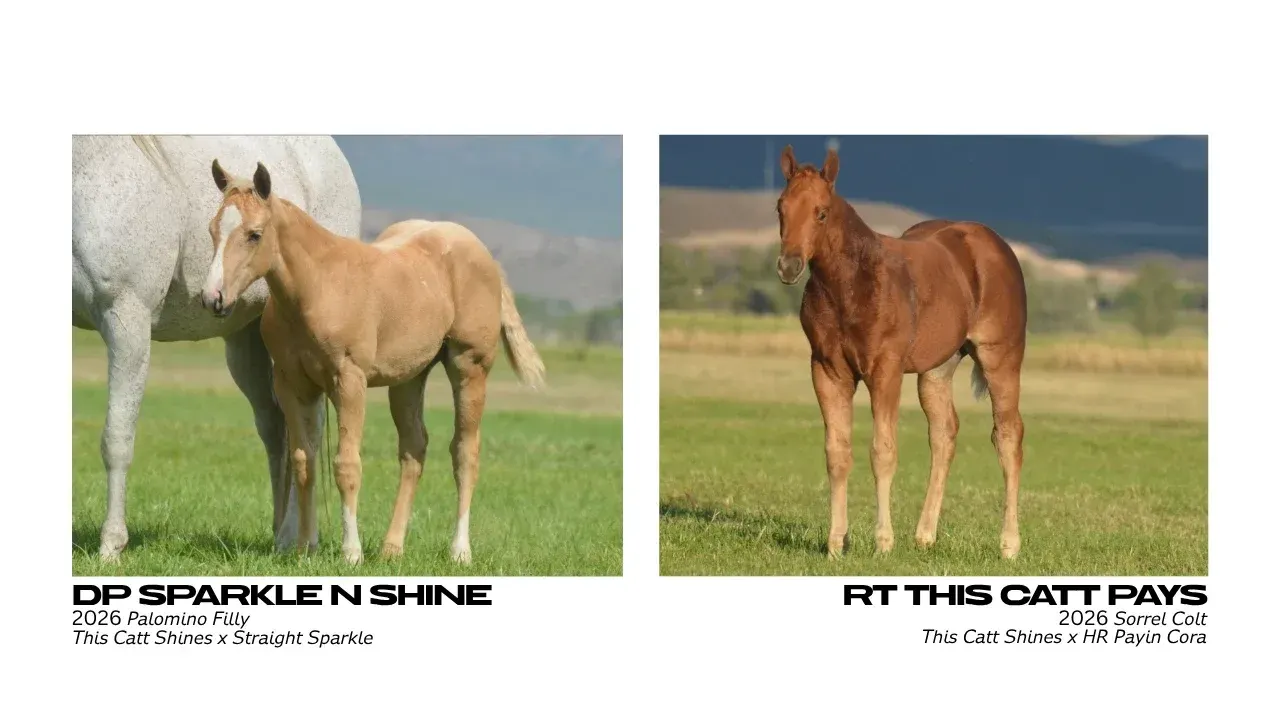 A two-panel graphic shows a palomino foal standing beside a gray mare in a grassy field on the left and a sorrel foal standing alone in a pasture with hills behind on the right.