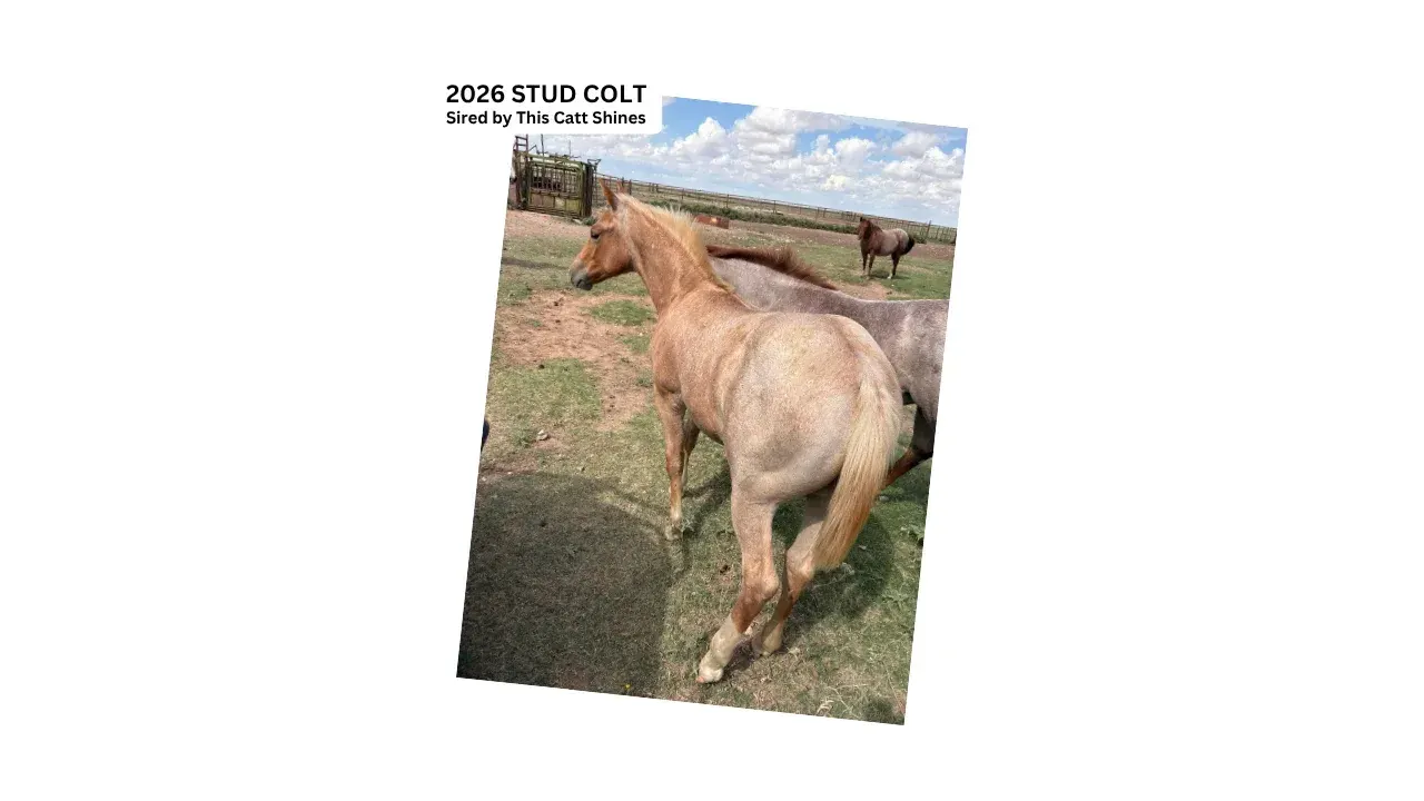 A red roan colt with a light mane and tail stands in a grassy pasture, with two other horses and metal pens visible in the background under a partly cloudy sky.