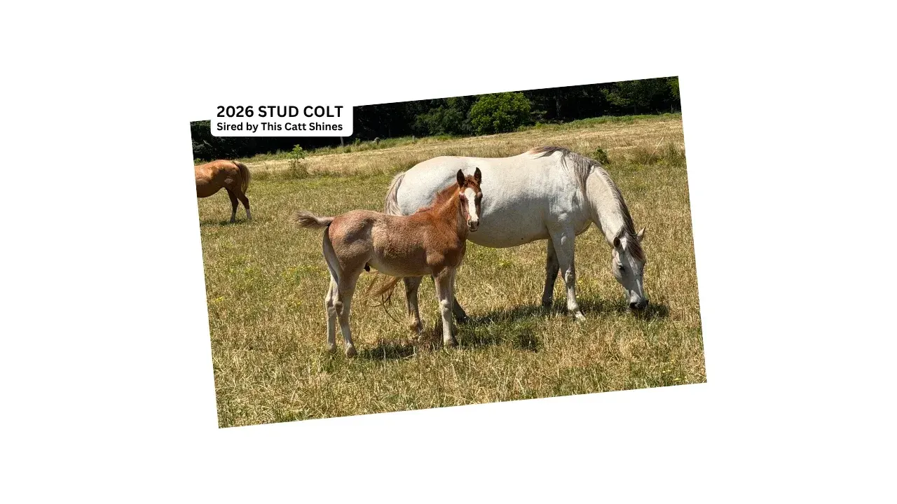 A gray horse grazes in a dry grass pasture beside a chestnut foal with a blaze, with another chestnut horse grazing in the background.