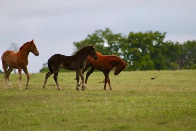 Zak 34 as a foal
