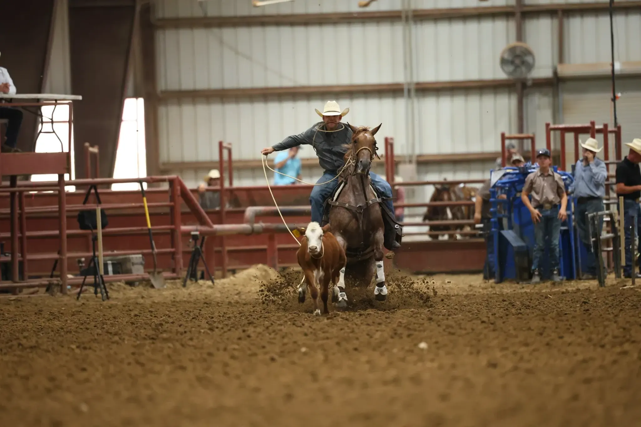A rider in a cowboy hat swinging a rope chases a brown and white calf on a red roan horse with white leg markings across a dirt indoor arena, with several spectators standing near the pens on the right.