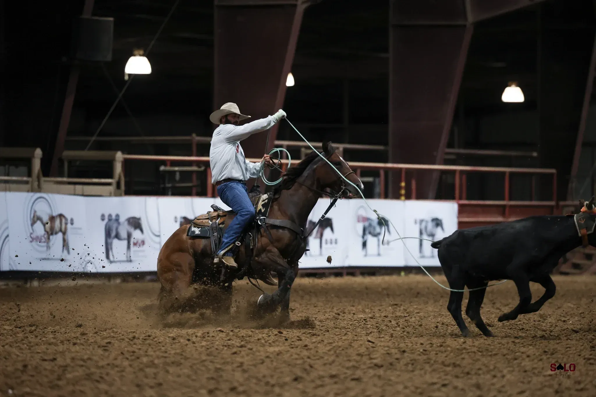 A cowboy in a white shirt, cowboy hat, and blue jeans swings a rope while riding a bay horse that is turning sharply in a dirt indoor arena as a black cow runs to the right.