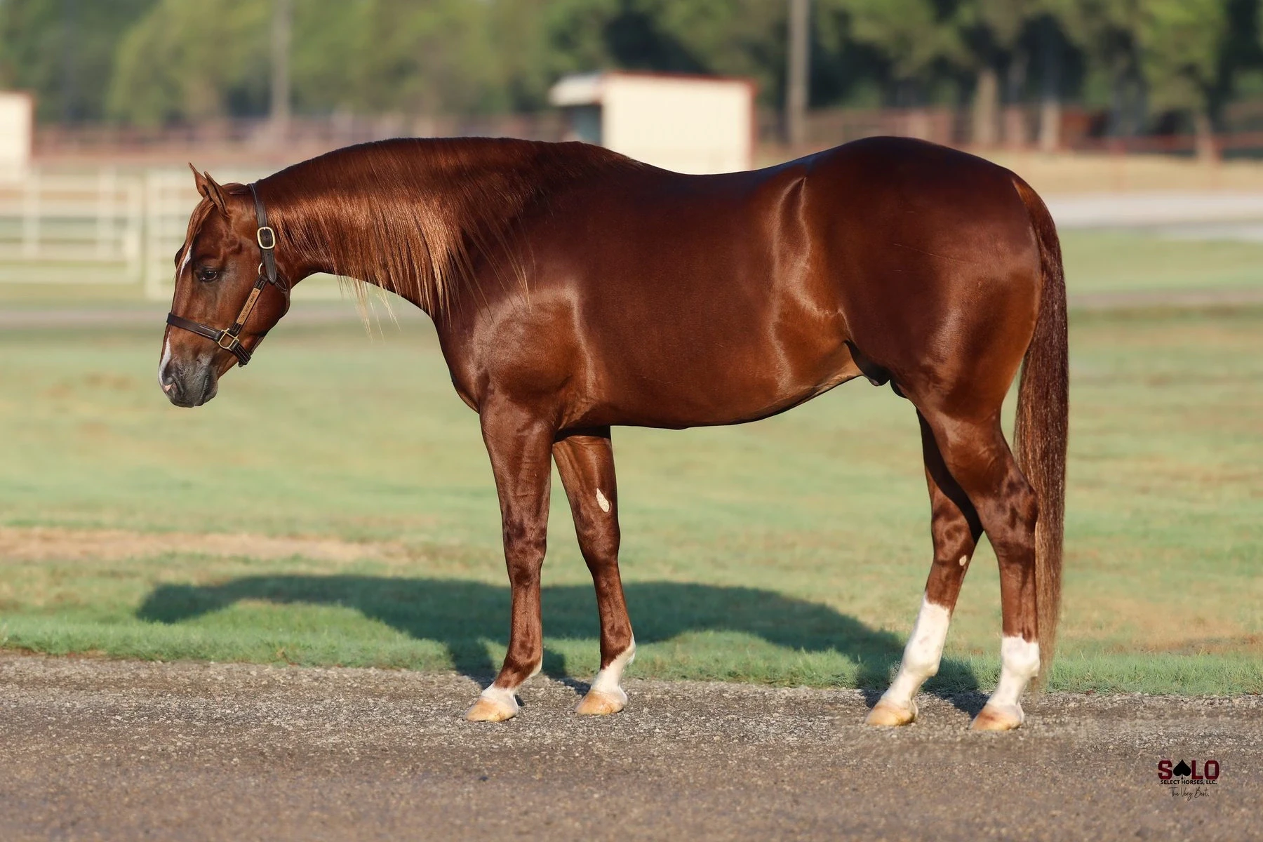 Hip No. 1003, Texxas Holdem: A sorrel horse with a leather halter and white markings on its hind legs stands in profile on a gravel surface in front of a grassy field with white fencing and trees.