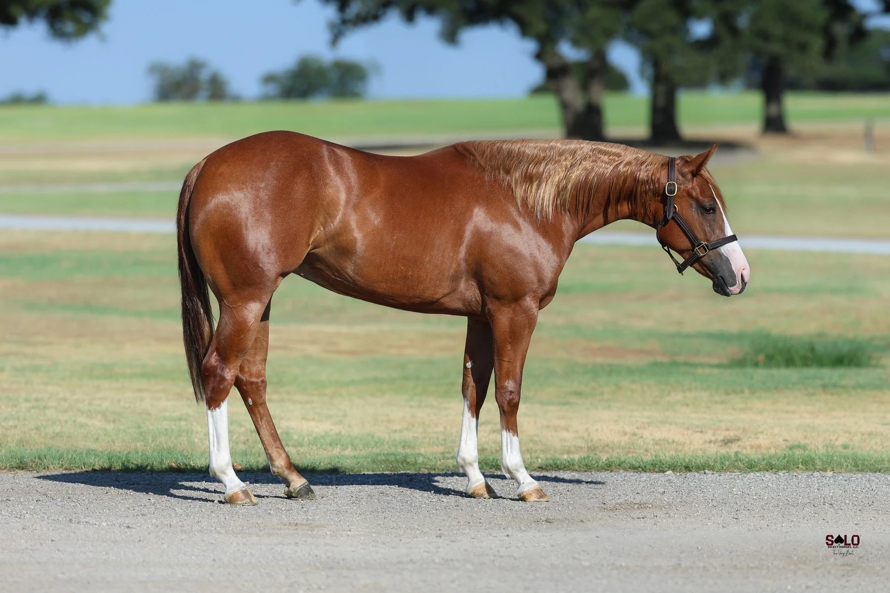 Hip No. 1006, Cuff It: A sorrel horse with white markings on both hind legs and a leather halter stands in profile on a gravel surface with green grass and trees in the background.