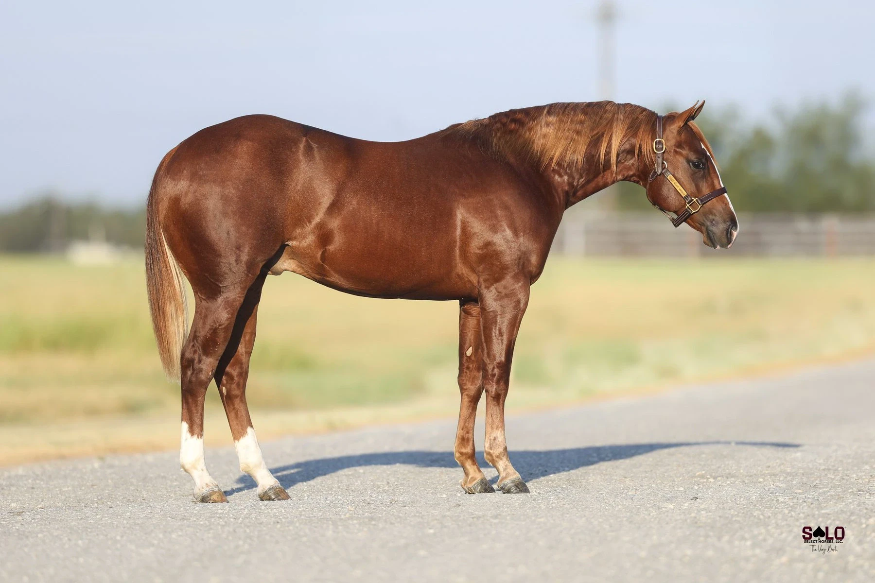 Hip No. 2004, Electric Cowboy: A sorrel horse with white markings on its hind legs stands in profile on a paved road with a leather halter, with open green pasture and a hazy sky in the background.