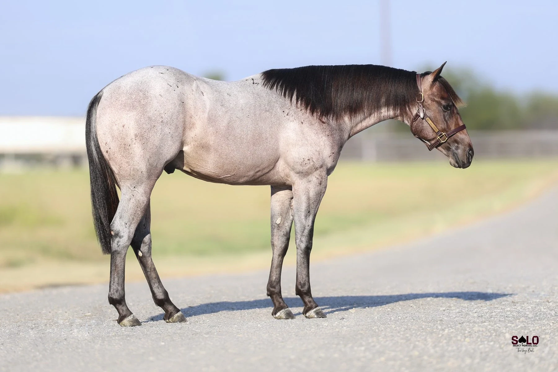 Hip No. 2008, Thunda Downunder: A blue roan horse with a dark mane, tail, and lower legs stands in profile on a paved surface wearing a leather halter, with an open grassy field and clear sky in the background.