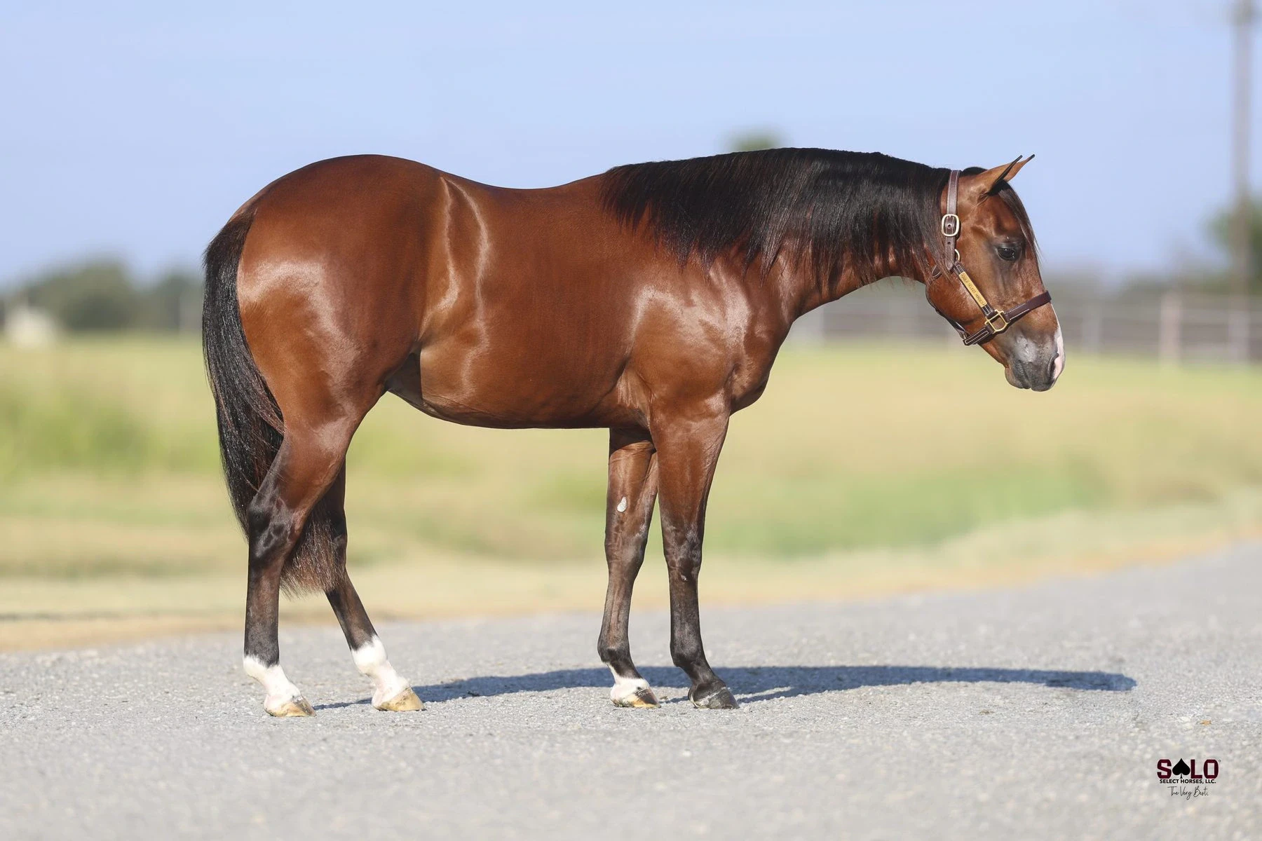 Hip No. 2016, Quarry: A bay horse with a black mane and tail and two white hind socks stands in profile on a paved surface in front of a fenced grassy field and a leather halter on its head.
