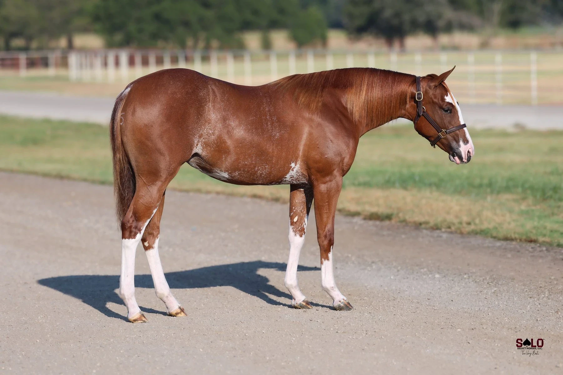Hip No. 2023, A Little Woody: A sorrel horse with white leg markings, white belly patches, and a leather halter stands on a gravel path with a white-fenced pasture and trees in the background.