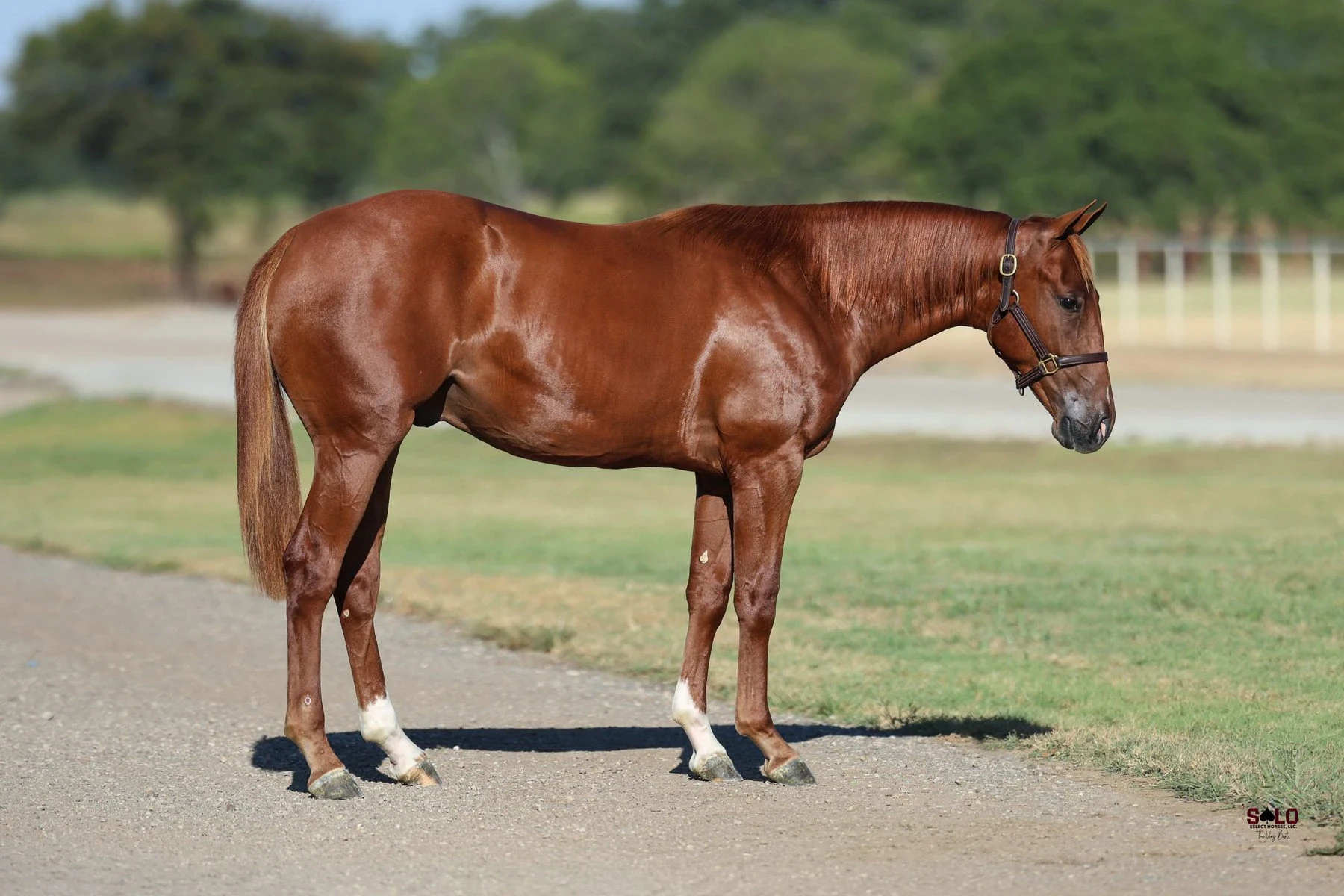 Hip No. 2025, Tuff To Cover: A chestnut horse with white markings on its hind legs stands in profile on a gravel path wearing a leather halter, with green grass and trees blurred in the background.