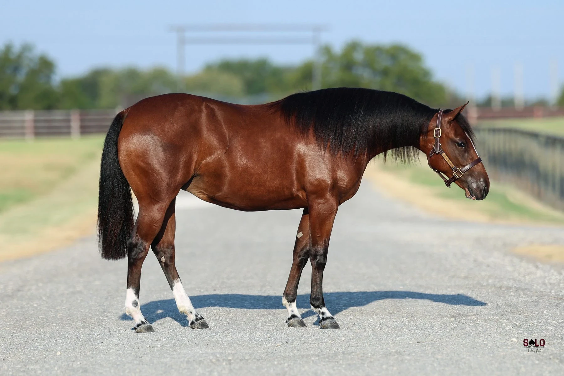 Hip No. 2048, Reyish Girl: A bay horse with a black mane and tail and white markings on its hind legs stands in profile on a gravel road with fencing and trees in the background.