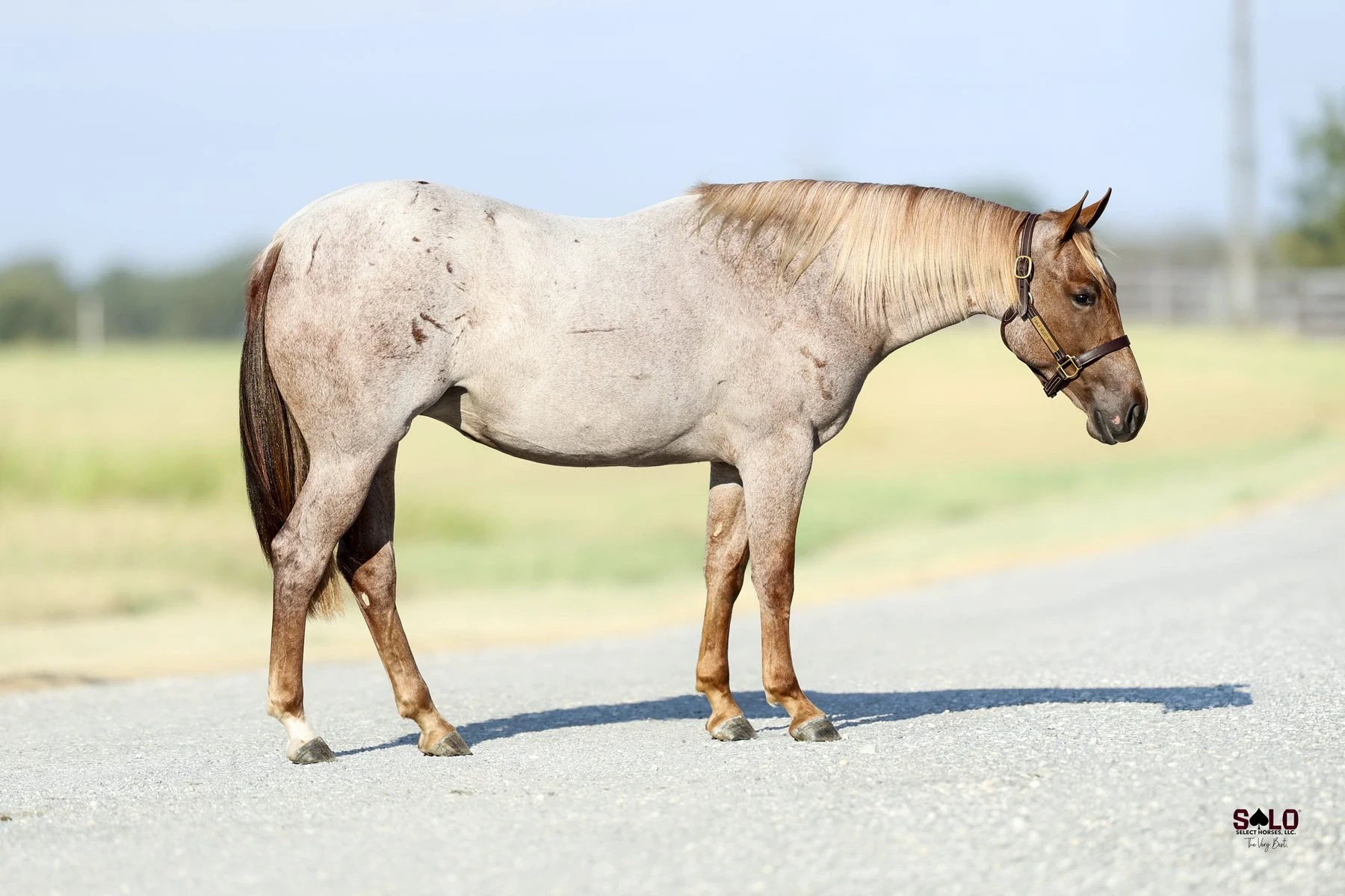 Hip No. 2057, Stackin That Paper: A red roan horse wearing a leather halter stands in profile on a paved road with a grassy pasture and fence line in the background.