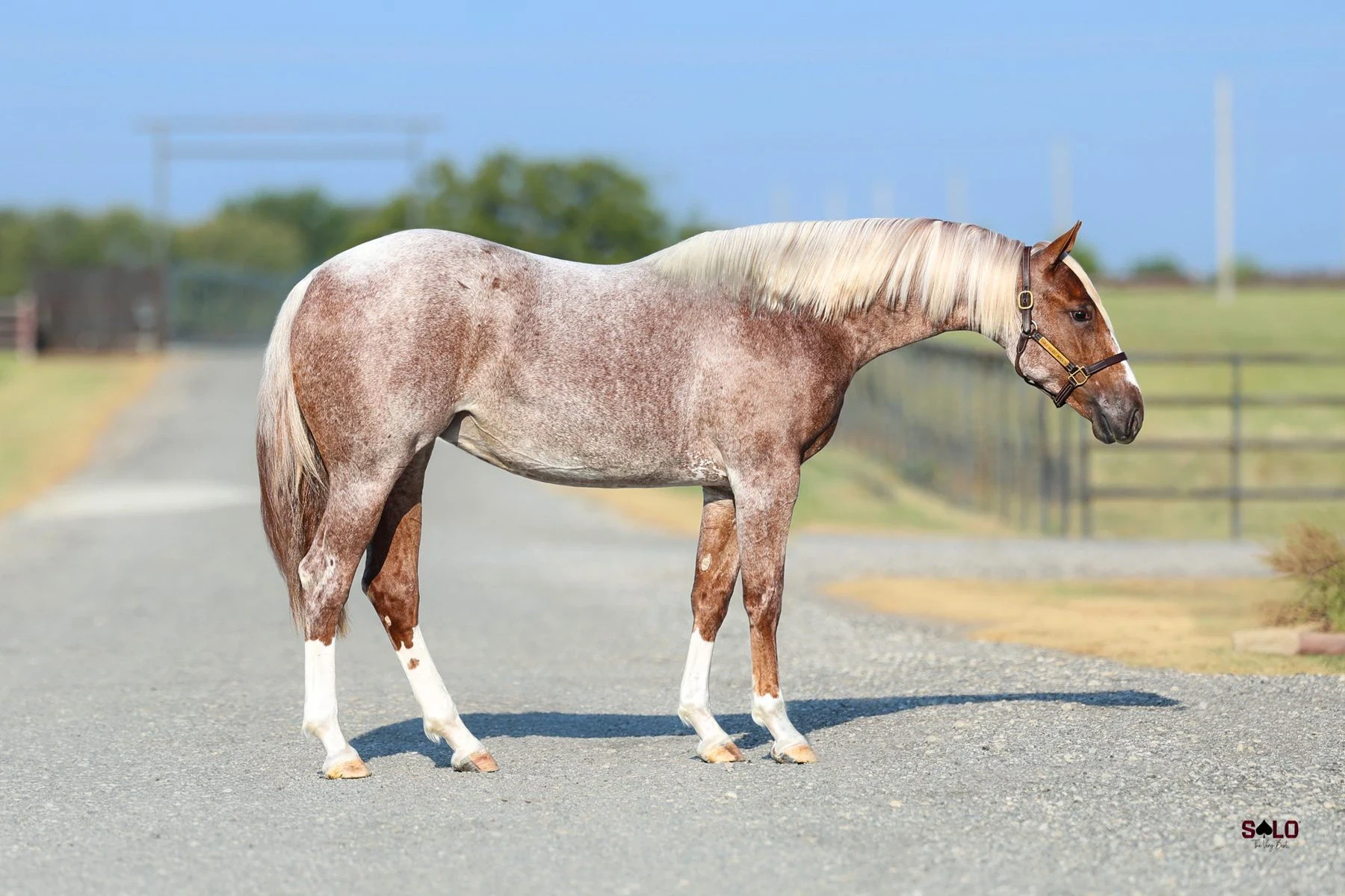 Hip No. 2061, Girl Boss Energy: A red roan horse with a flaxen mane, white hind socks, and a leather halter stands in profile on a gravel drive beside a metal fence and green pasture.