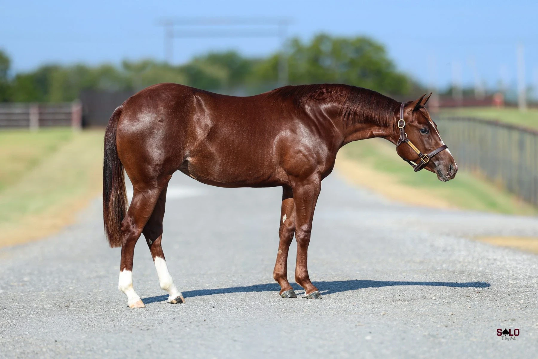 Hip No. 2085, Not Yo Drama: A chestnut horse with white markings on both hind legs stands in profile on a paved road wearing a leather halter, with fenced green fields and trees in the background.