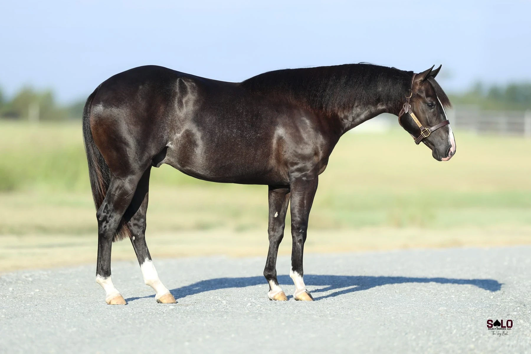 Hip No. 2092, He Has Rizen: A black horse with white markings on its hind legs stands in profile on a paved surface with a grassy pasture and fenceline in the background, wearing a leather halter.