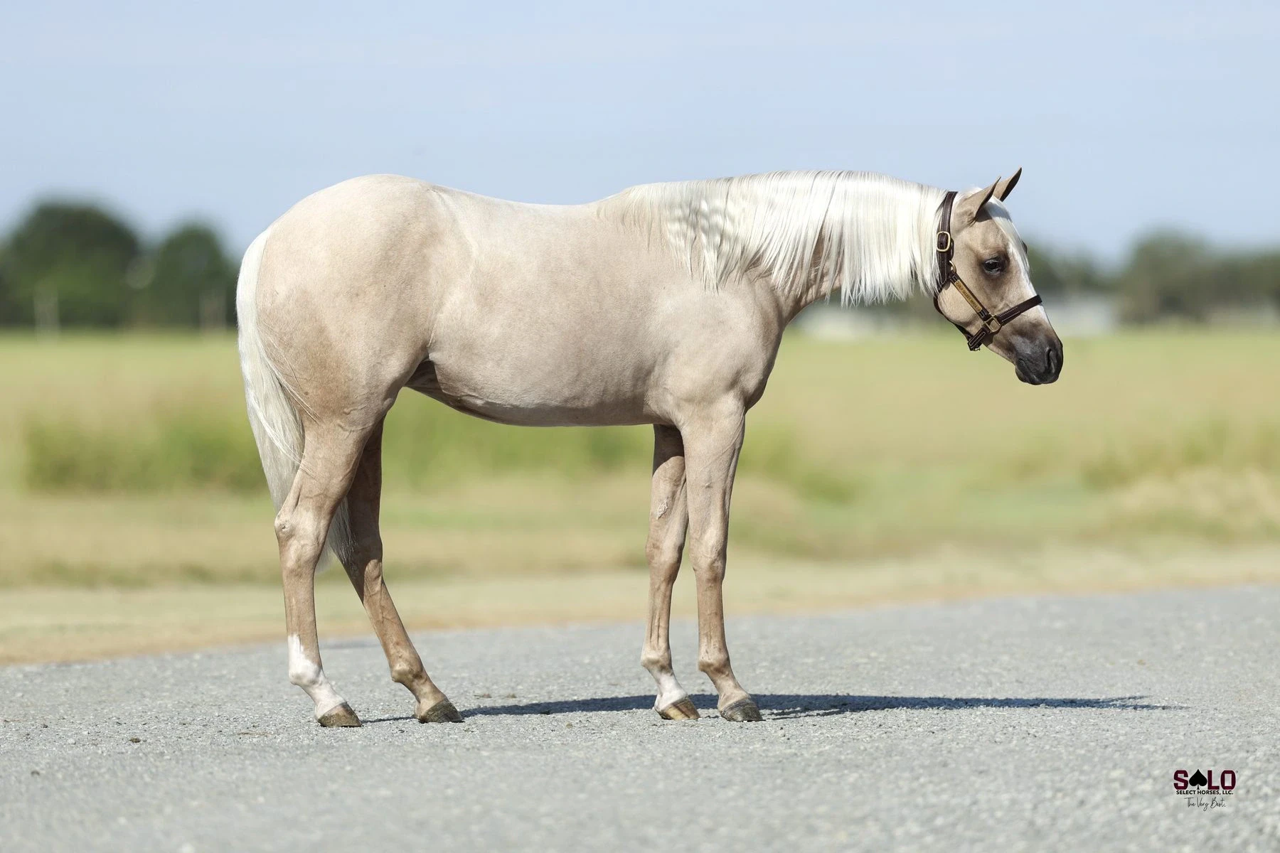 Hip No. 2095, Velvet Uprising: A palomino horse with a flaxen mane and tail and a leather halter stands in profile on a paved surface with an open grassy field and trees in the background.