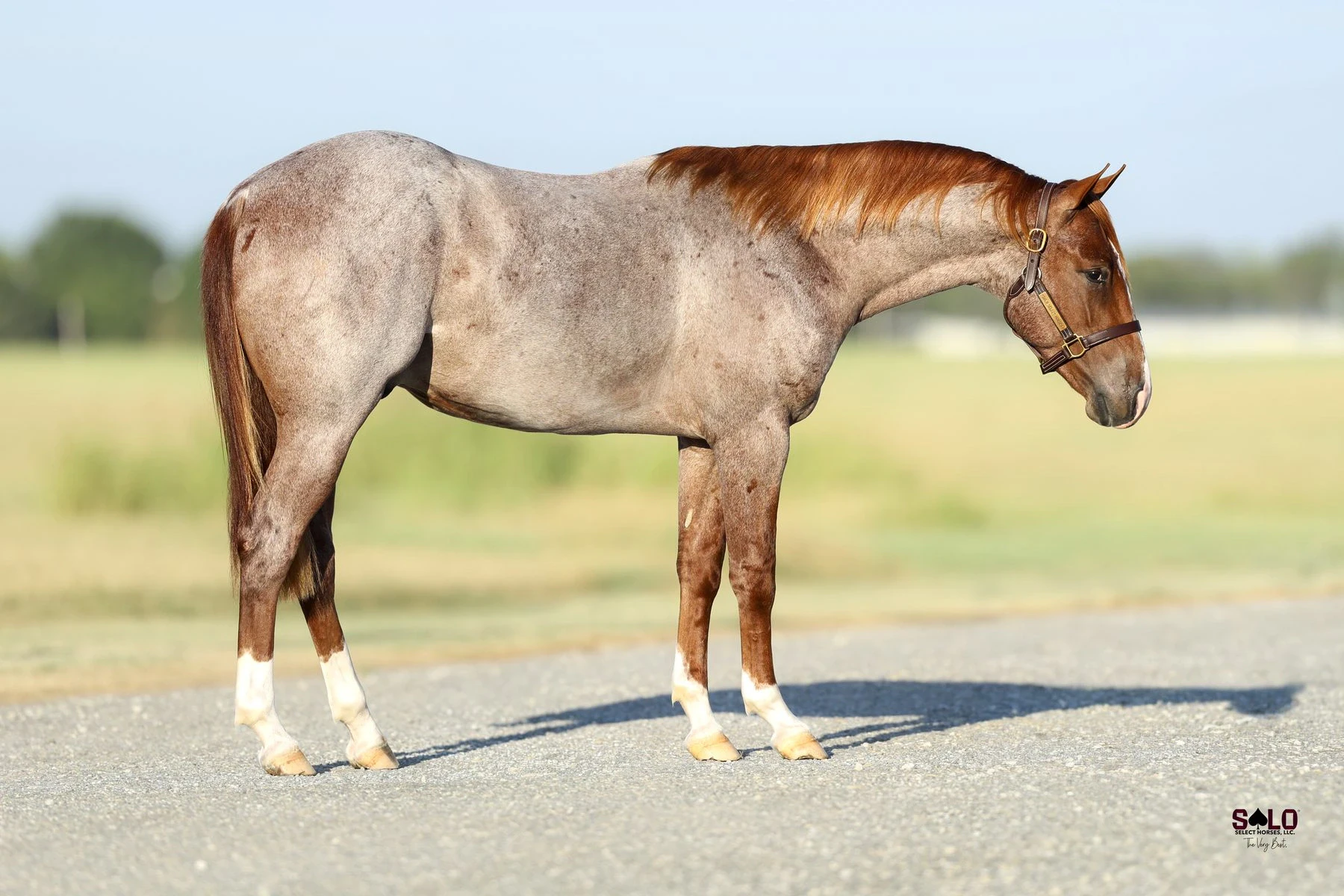 Hip No. 3018, Maseratii: A red roan horse with white markings on its hind legs and a leather halter stands in profile on a paved surface with an open grassy field in the background.
