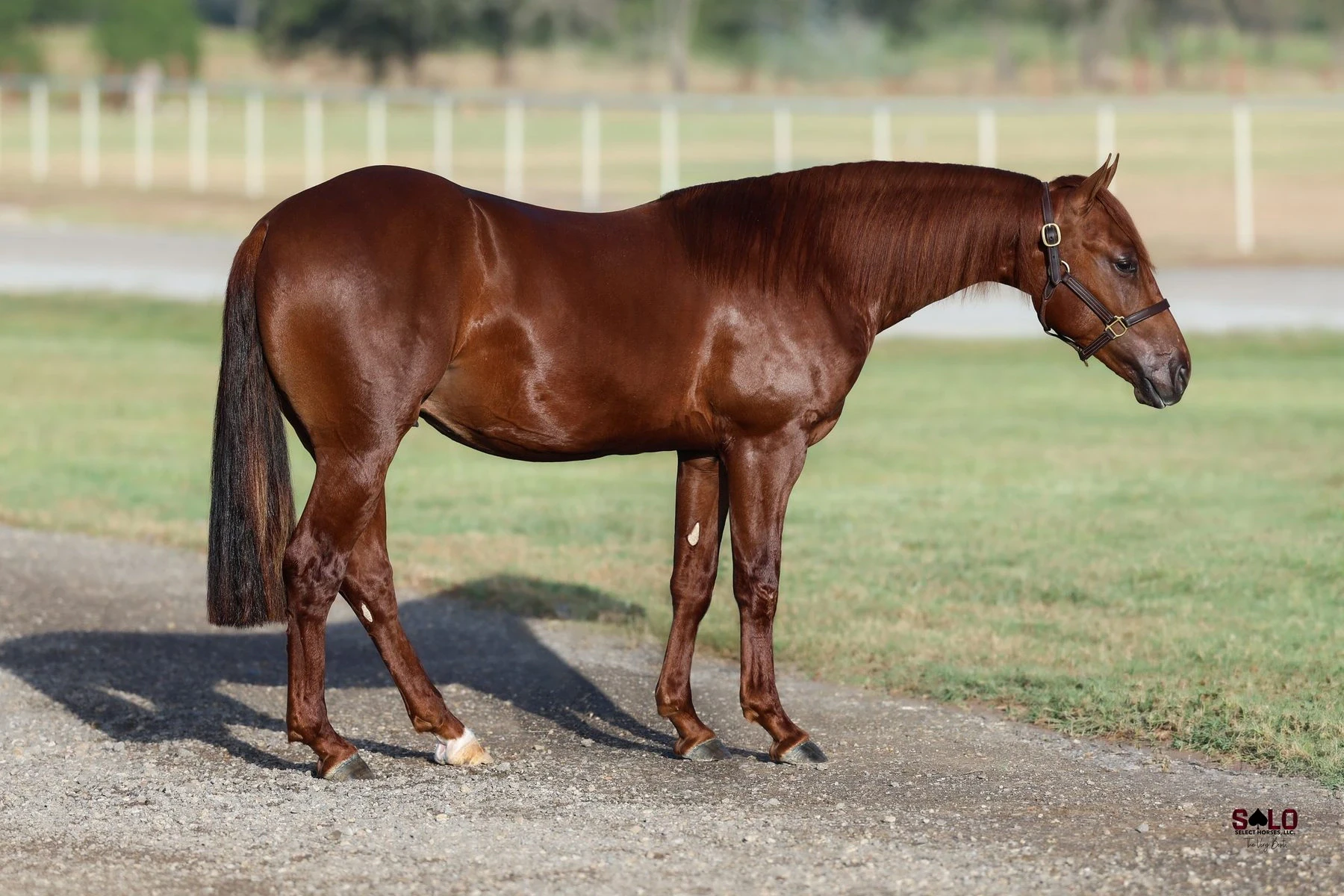 Hip No. 3042, WC Kreyzy Hot Cat: A chestnut horse with a white hind sock and a leather halter stands in profile on a gravel path beside a grassy field with white fencing in the background.