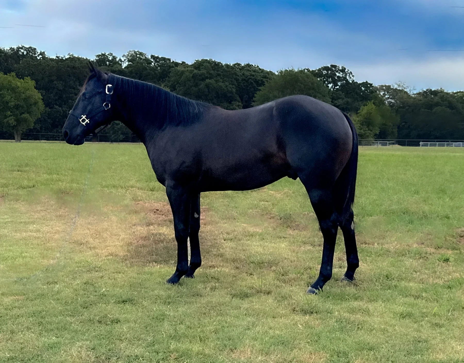 Hip No. 3054, A Vintage Blackpearl: A black horse wearing a leather halter stands in profile on a grassy pasture with a tree line and fenced field in the background.