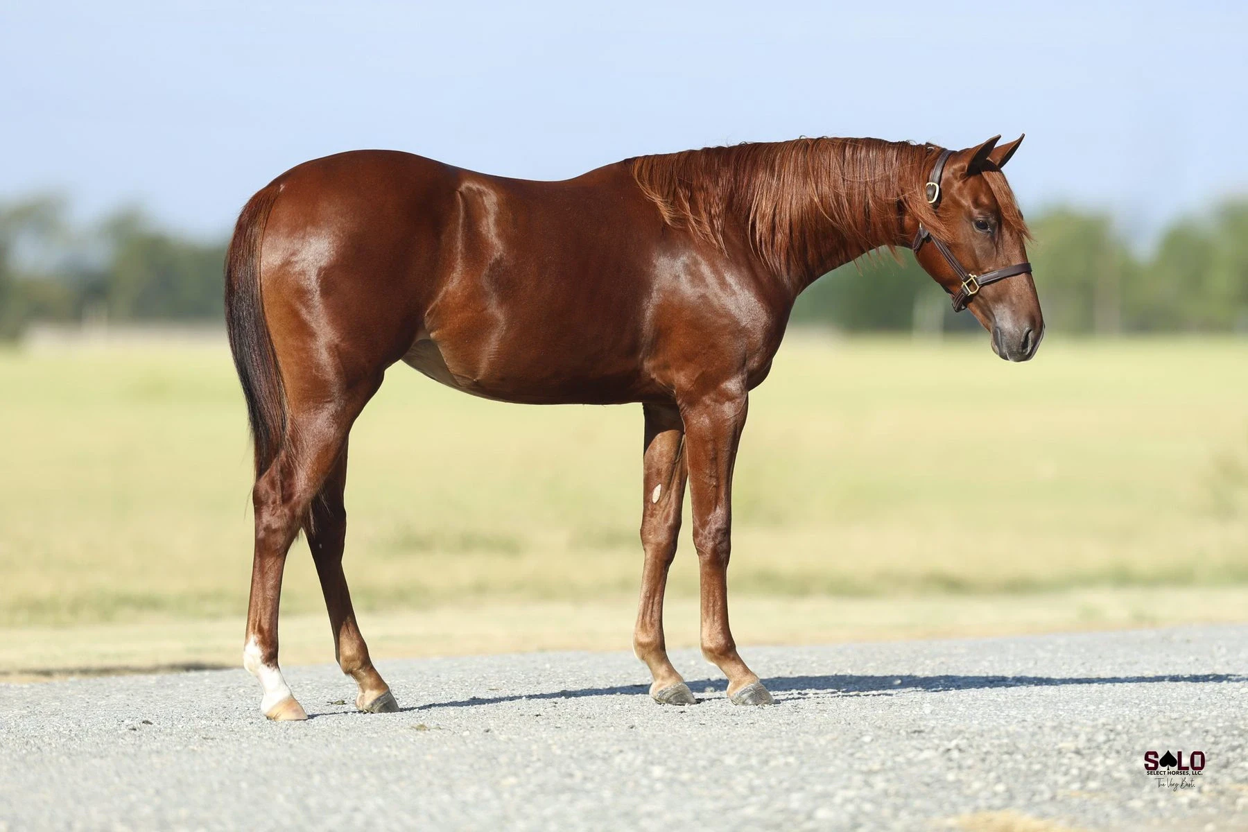 Hip No. 3081, Bet Shesa Stoppin: A chestnut horse with a white marking on one hind leg stands in profile on a paved surface wearing a leather halter, with an open grassy field in the background.