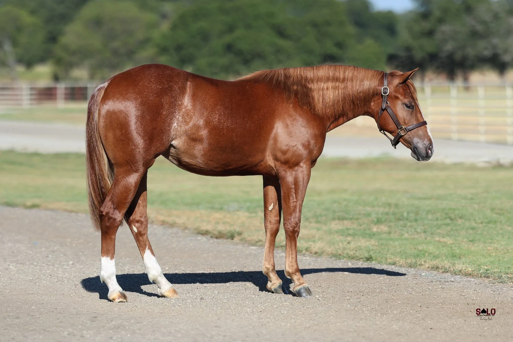 Hip No. 3087, Chatty Katty: A sorrel horse with a flaxen-tinged mane and tail and a white hind sock stands in profile on a gravel path wearing a leather halter, with grass, trees, and a fence in the background.
