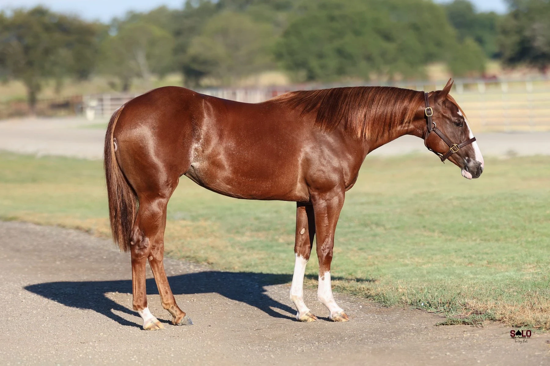 Hip No. 3118, Royally Covered: A sorrel horse with a blaze and white markings on its hind legs stands in profile on a gravel path wearing a leather halter, with a grassy field and fenced pasture in the background.