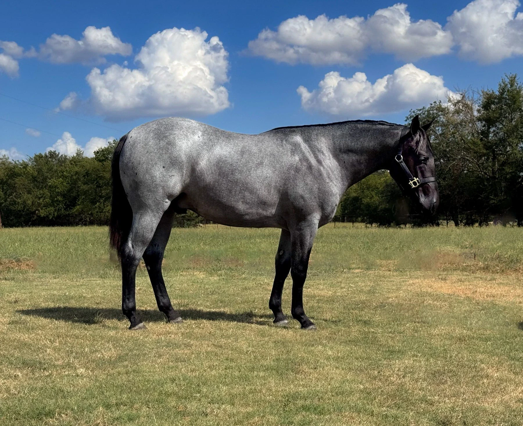Hip No. 3128, Tags Blue Machine: A blue roan horse with a dark head wearing a leather halter stands in profile on a grassy pasture under a blue sky with scattered clouds and a treeline in the background.