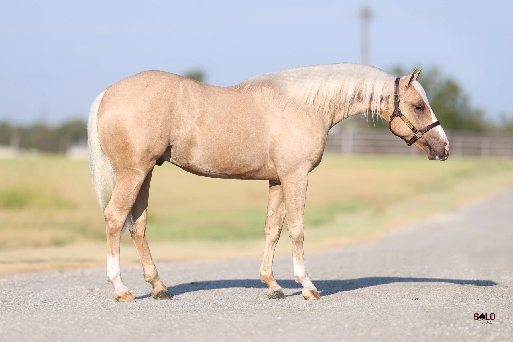 Hip No. 3146, Yella Belly: A palomino horse with a light mane and tail wearing a leather halter stands in profile on a paved surface with a grassy field and fencing in the background.