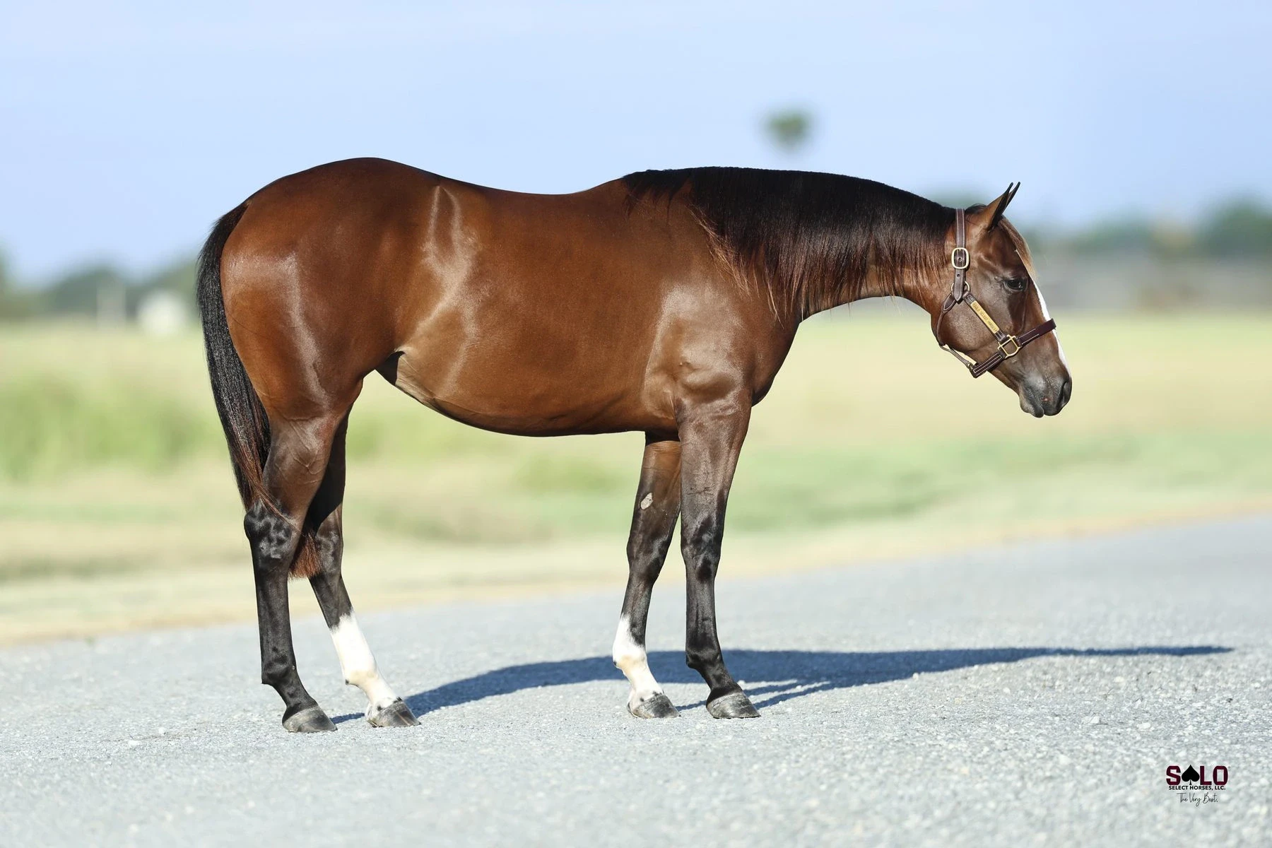 Hip No. 3169, Shesaboon Redemption: A bay horse with a white hind sock and a leather halter stands in profile on a paved surface with blurred green grass and trees in the background.