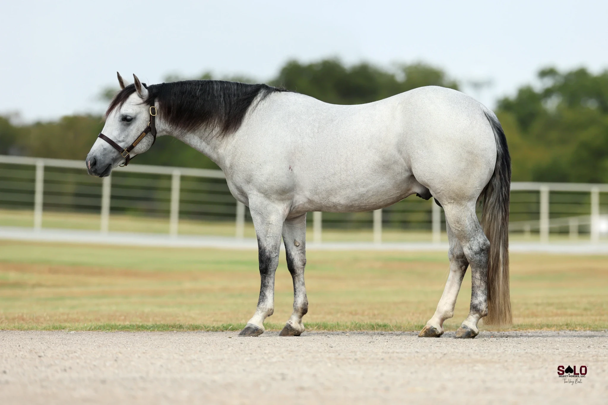 Hip No. 26 Cool Whips, 2023 grey roan stallion, Metallic Cat x Watch Me Whip