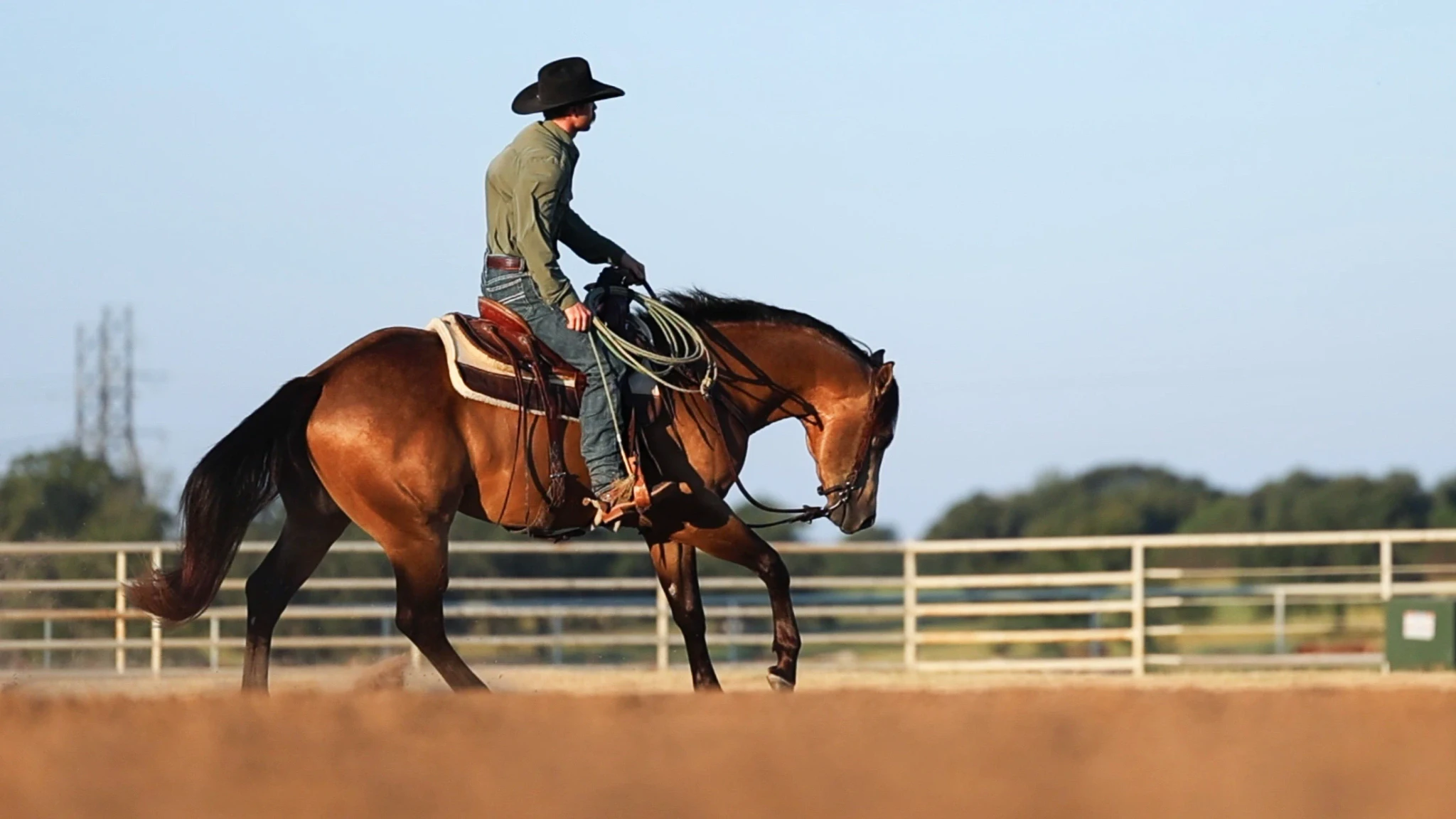 Hip No. 32 Titos N Buckles, 2024 buckskin stallion, Show Me The Buckles x Day Drinker