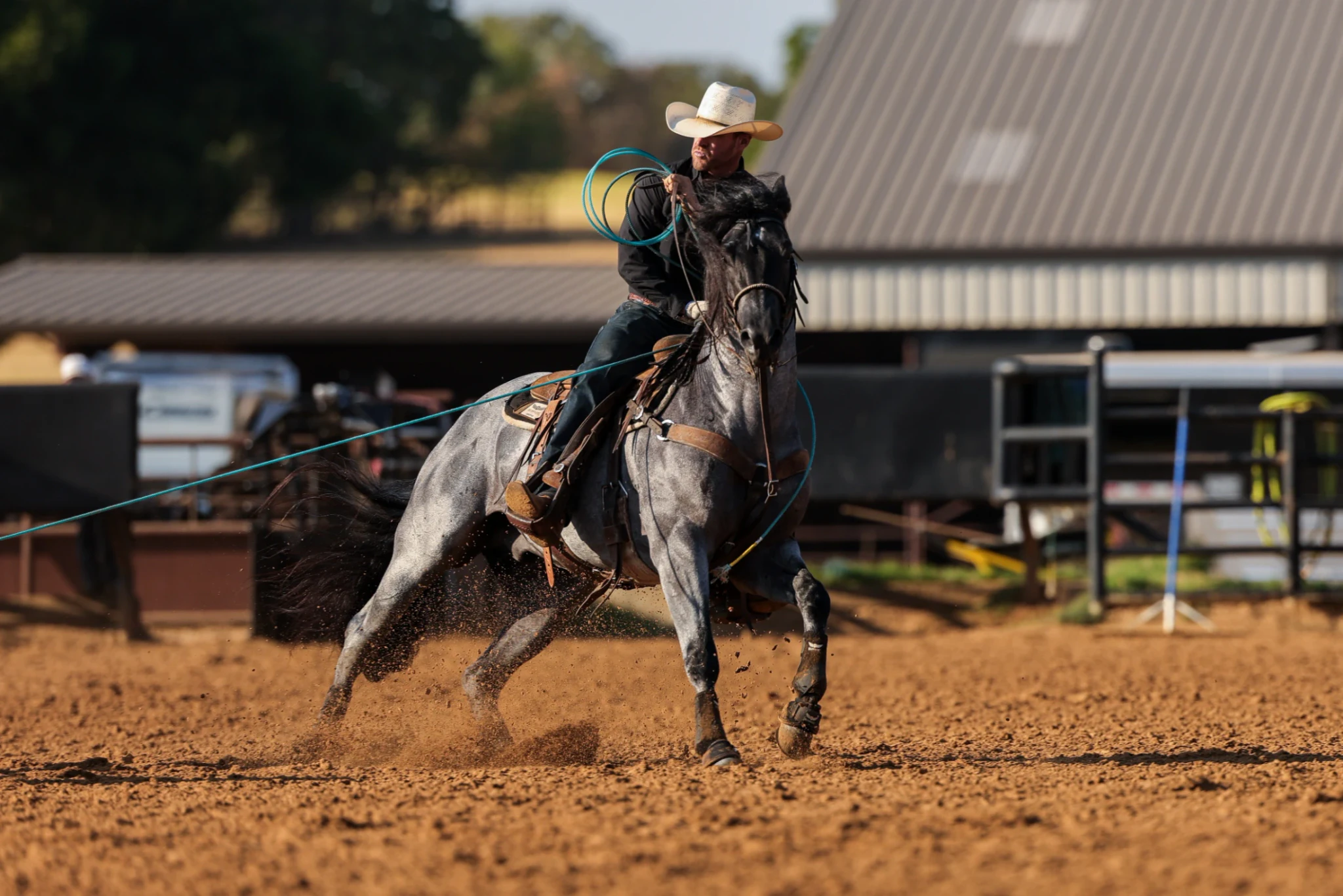 Four Solo Select stallion prospects are offered Friday at the Old West Rope Horse Sale in Amarillo, Texas.