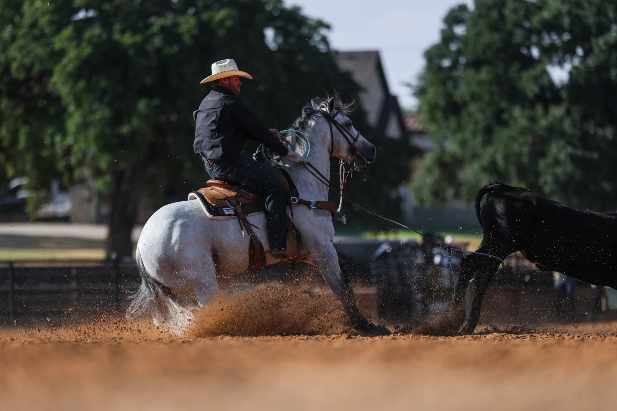 A gray horse ridden by a rider in a cowboy hat and dark jacket works a black cow in a dirt outdoor arena, kicking up dust.