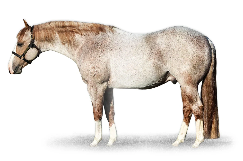 A red roan horse with a blaze, white lower legs, and a freeze brand on the left hip stands in profile against a plain white background wearing a black halter.
