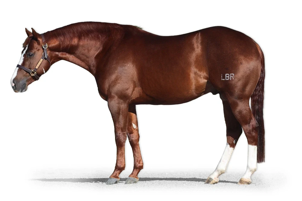 A chestnut horse with a blaze and two white hind socks stands in a left-side profile wearing a leather halter, photographed against a white background with the letters "LBR" overlaid on its hindquarter.