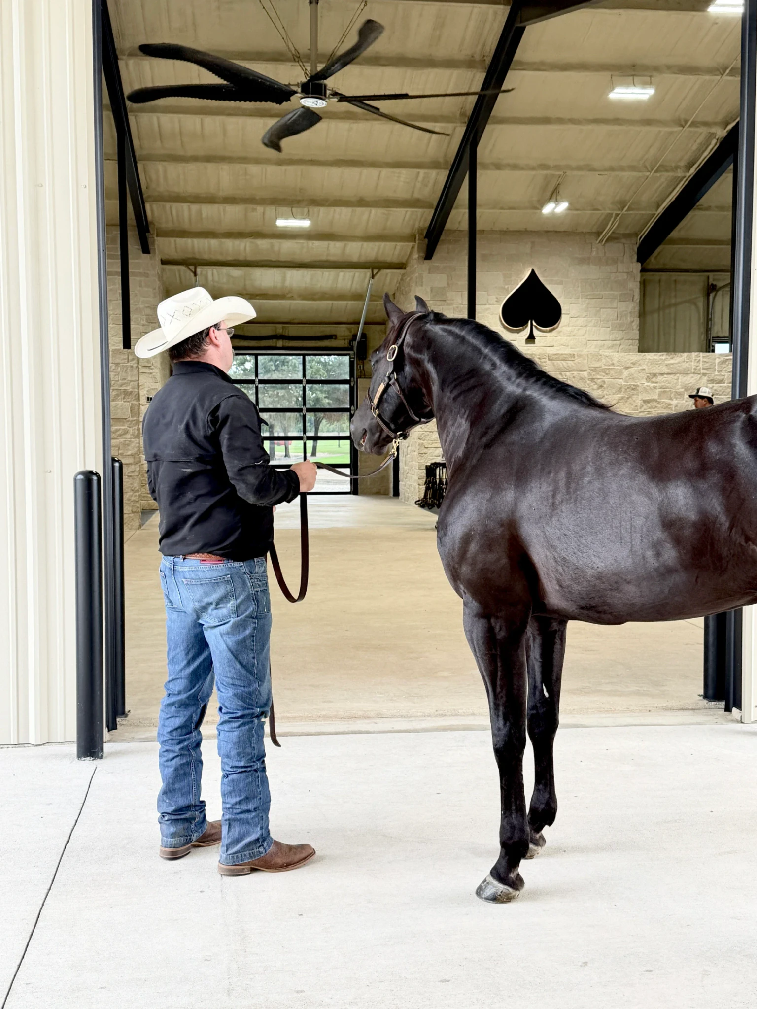 Zak 34 in Solo Select Stallion Barn