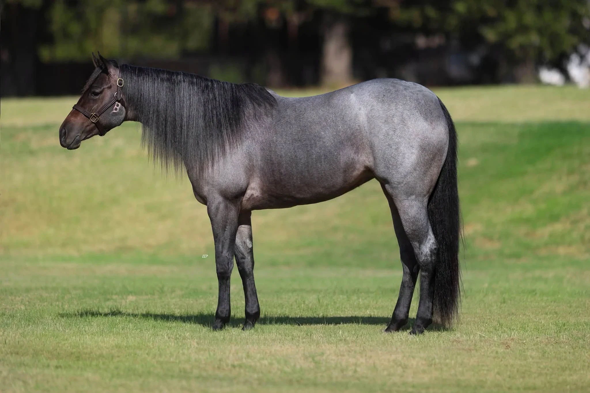 Dirty Deed topped the Old West Rope Horse Sale at $1.3 million, validating the Solo Select and Relentless Remuda breeding program.