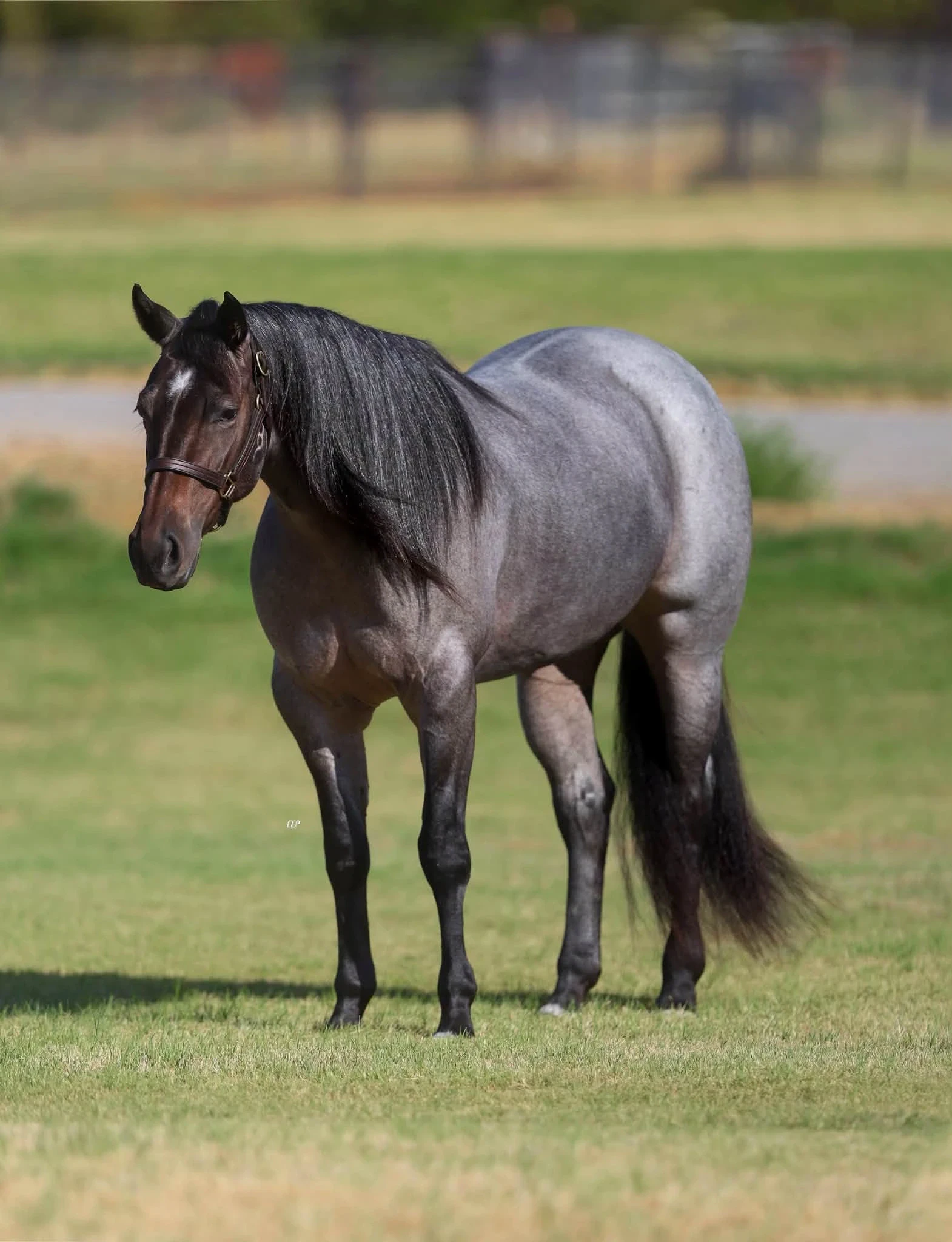 Dirty Deed topped the Old West Rope Horse Sale at $1.3 million, validating the Solo Select and Relentless Remuda breeding program.