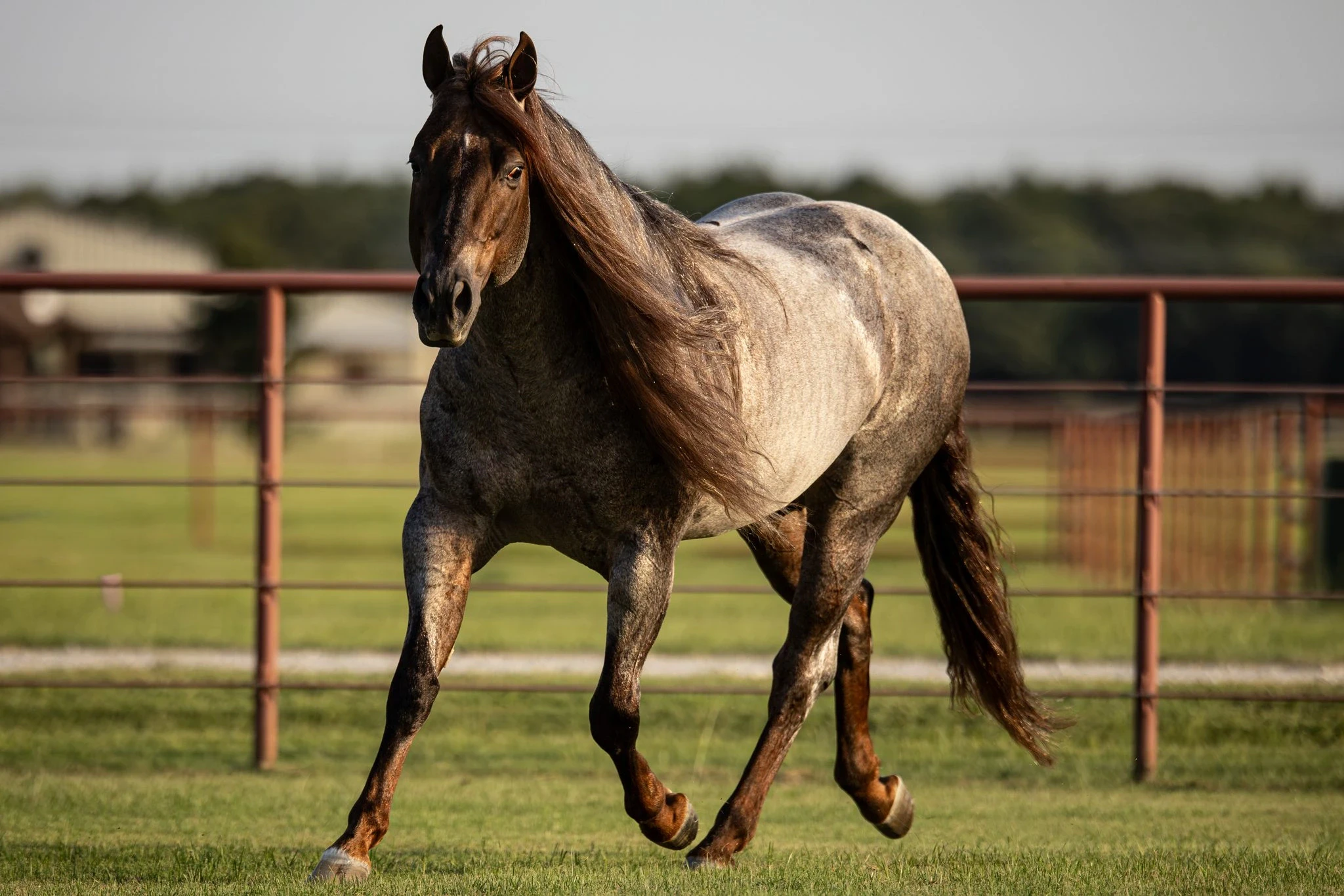 A blue roan horse with a dark face and long mane trots across a grassy pasture enclosed by a metal pipe fence, with a barn and trees in the background.